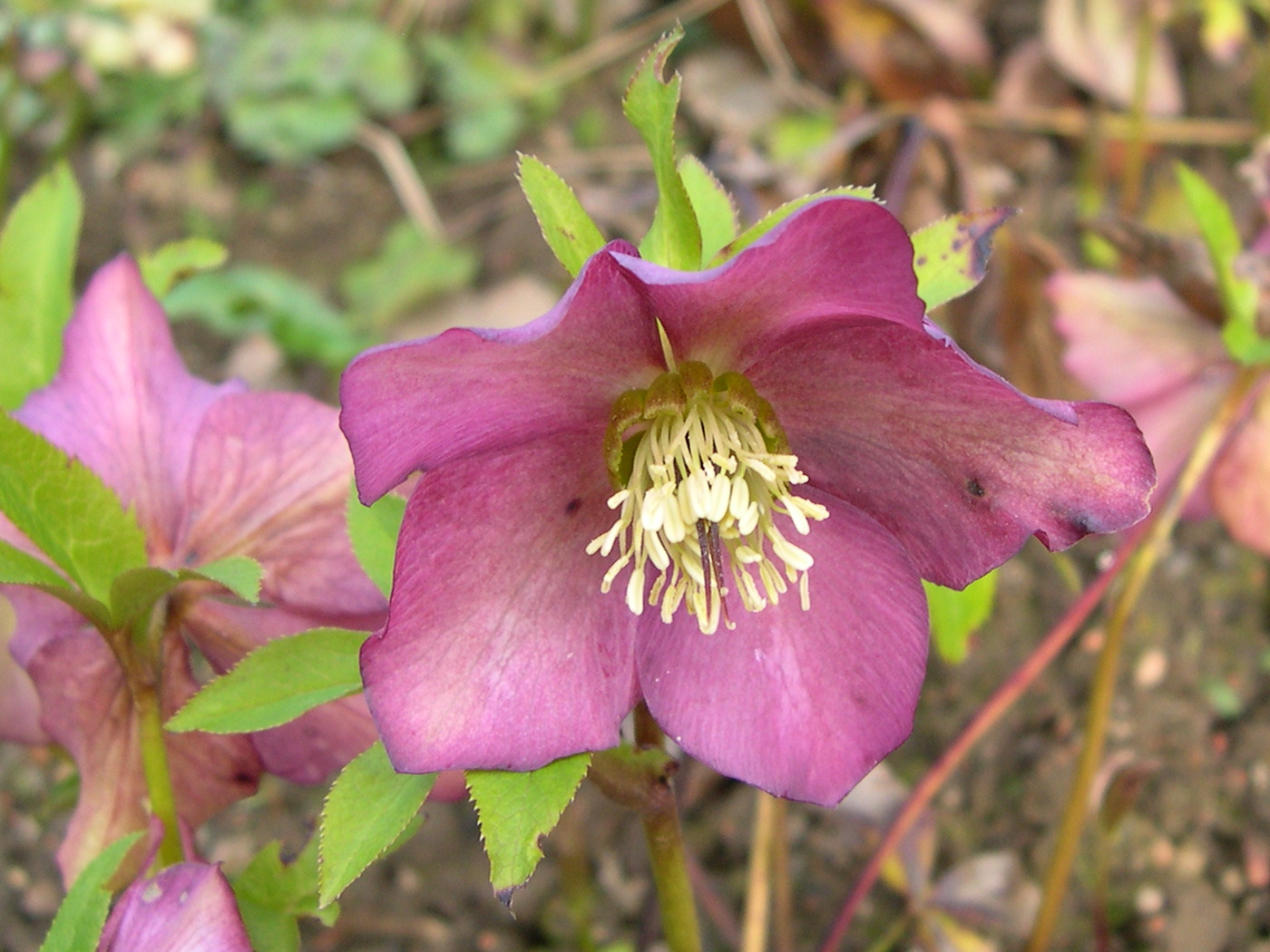 helleborus_orientalis2md