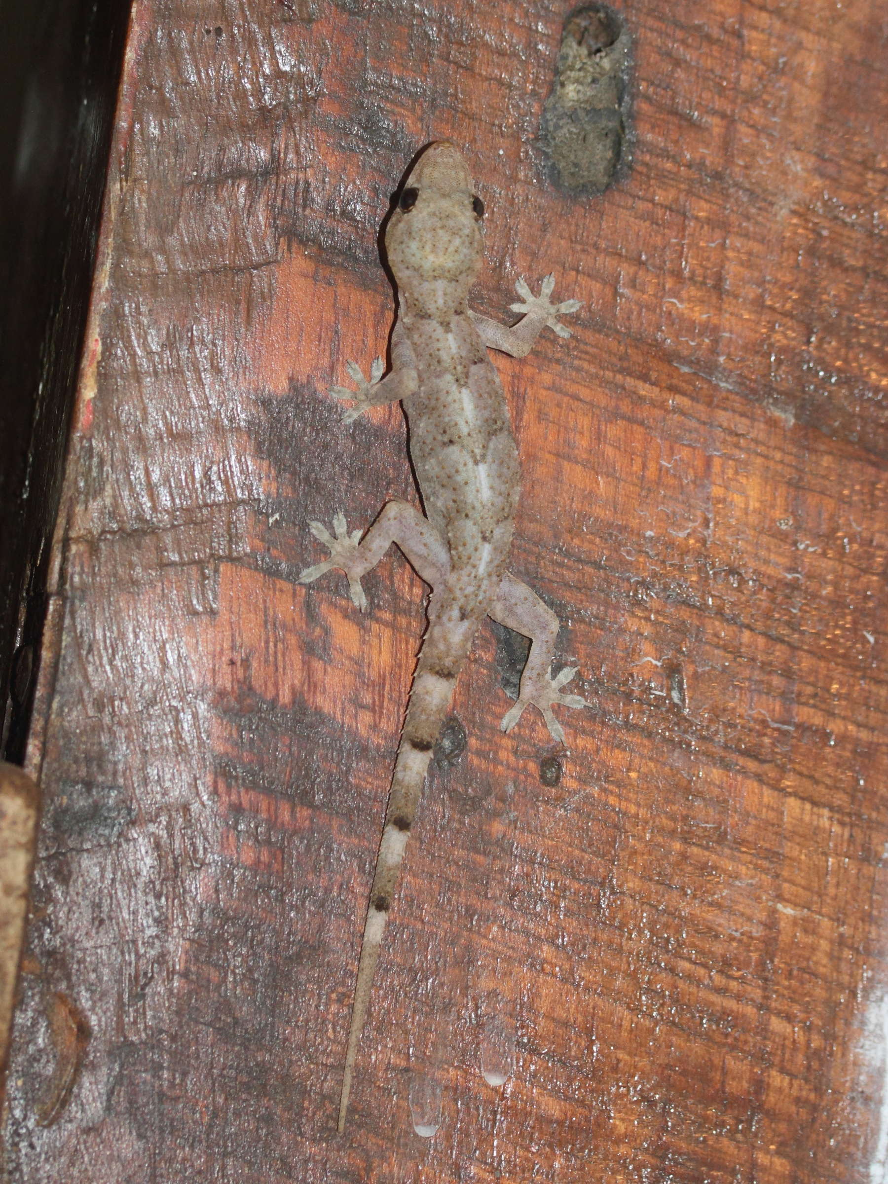 hemidactylus_mabouia2md