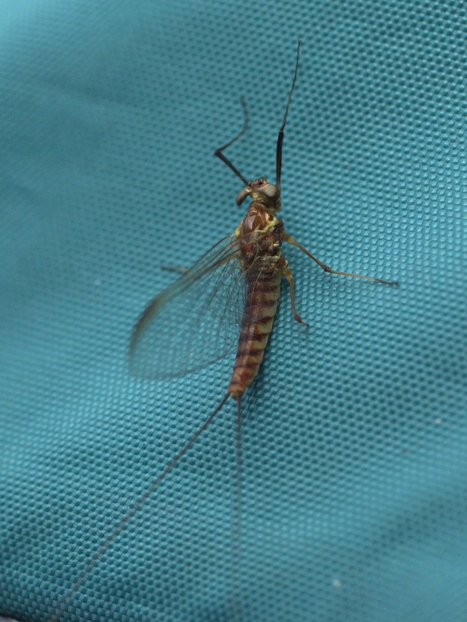 heptagenia_venosa3md