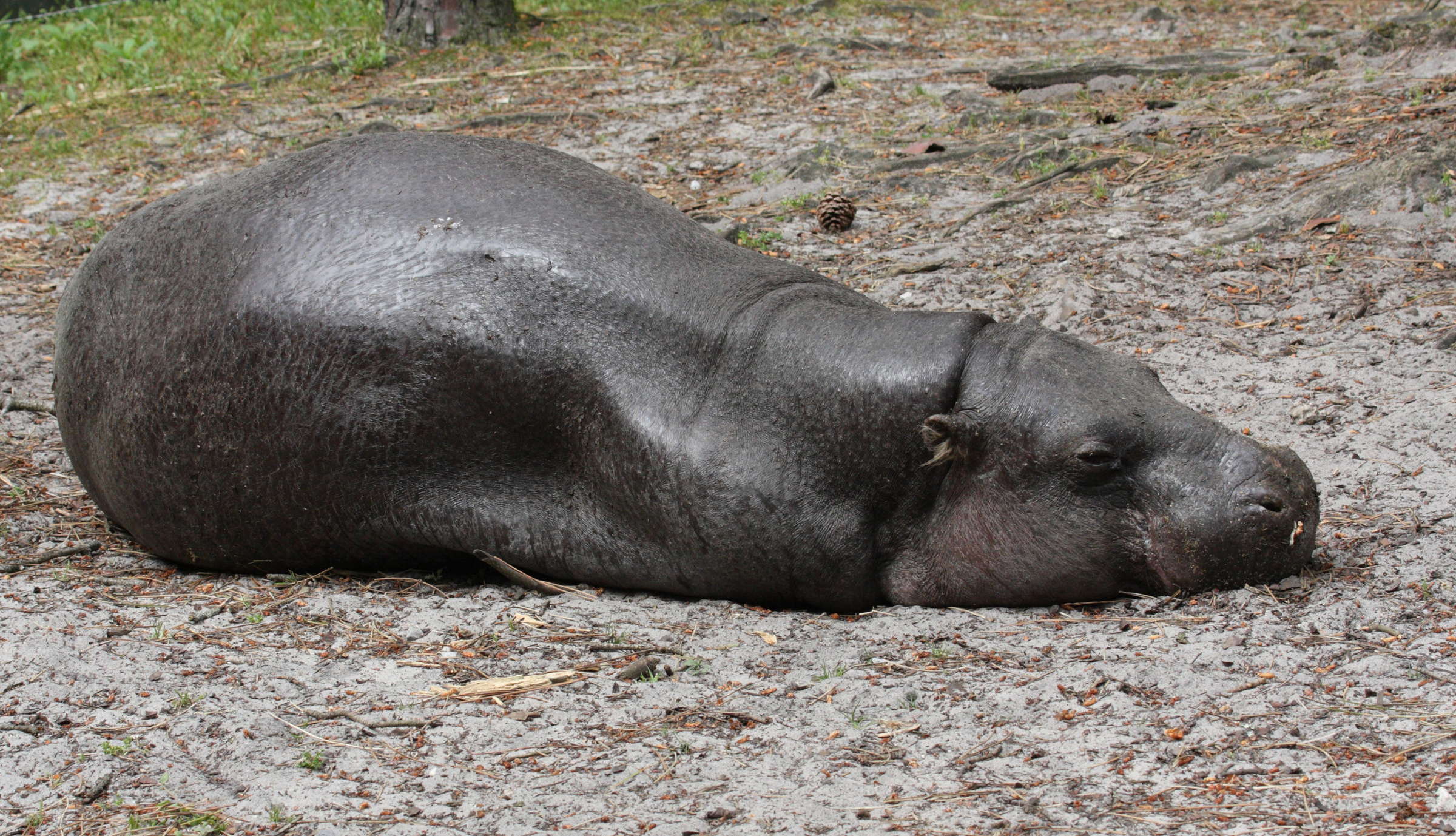 Afficher le média hexaprotodon_liberiensis1md hexaprotodon_liberiensis1md