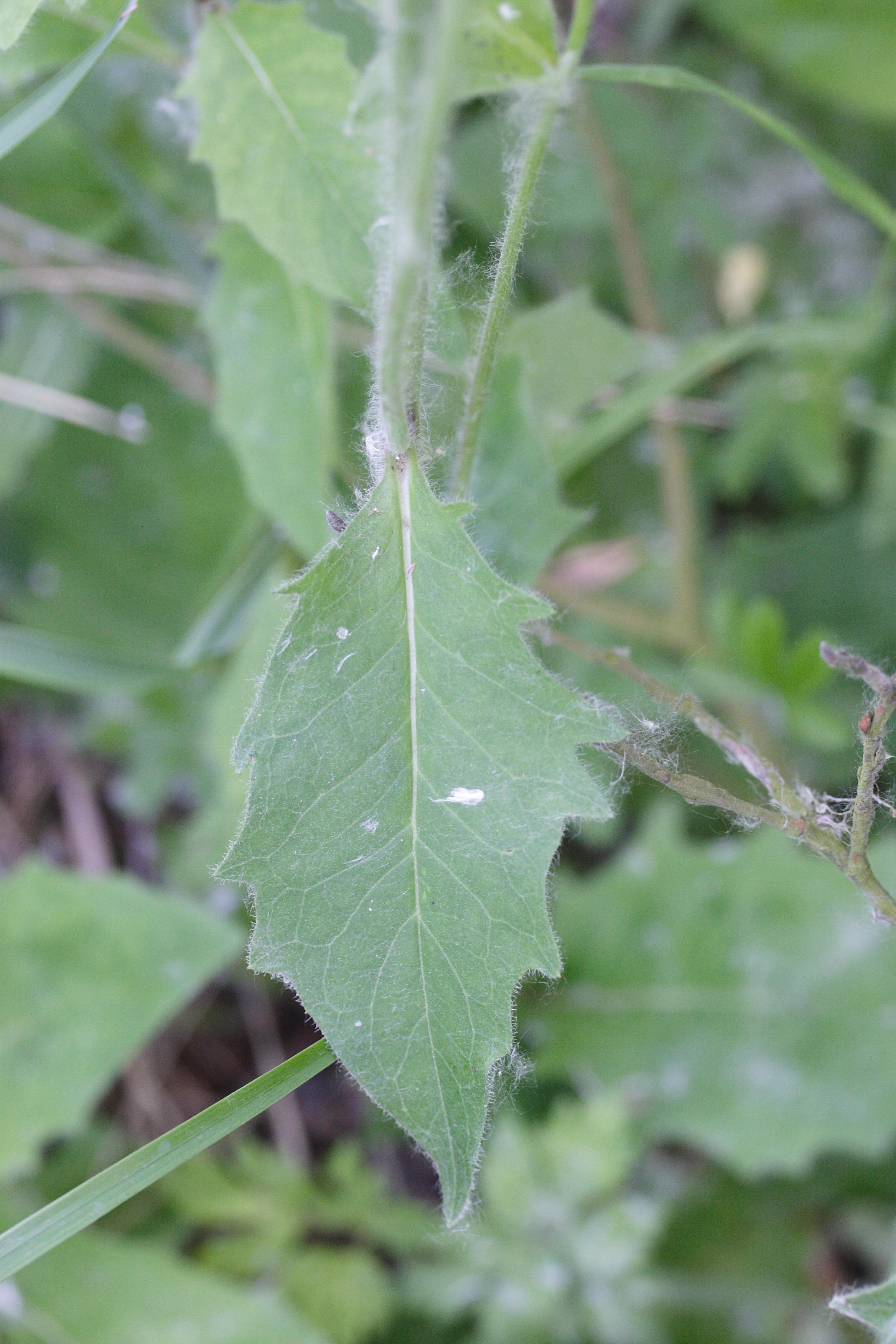 Afficher le média hieracium_lachenalii2md hieracium_lachenalii2md