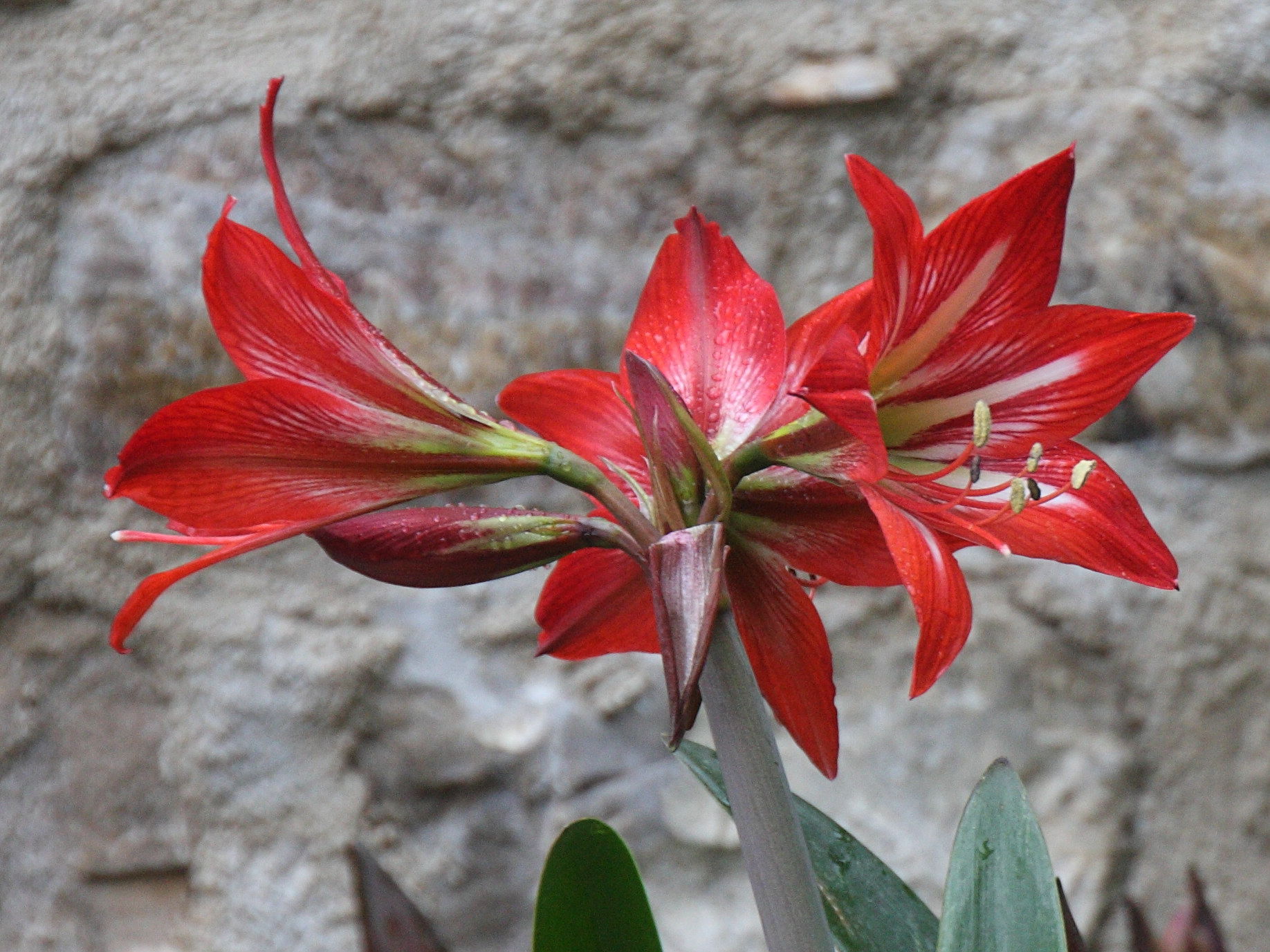 hippeastrum_puniceum2bd