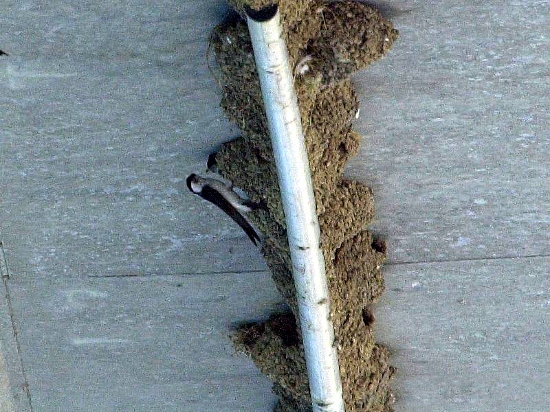 hirondelle_de_fenetre_-_delichon_urbicum2bd