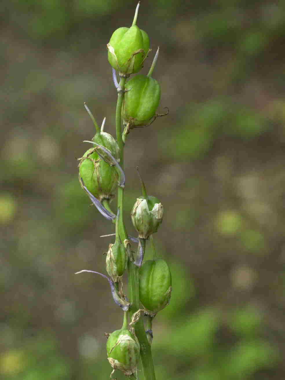 Afficher le média Hyacinthoides_non-scripta ssp. non-scripta Hyacinthoides_non-scripta ssp. non-scripta