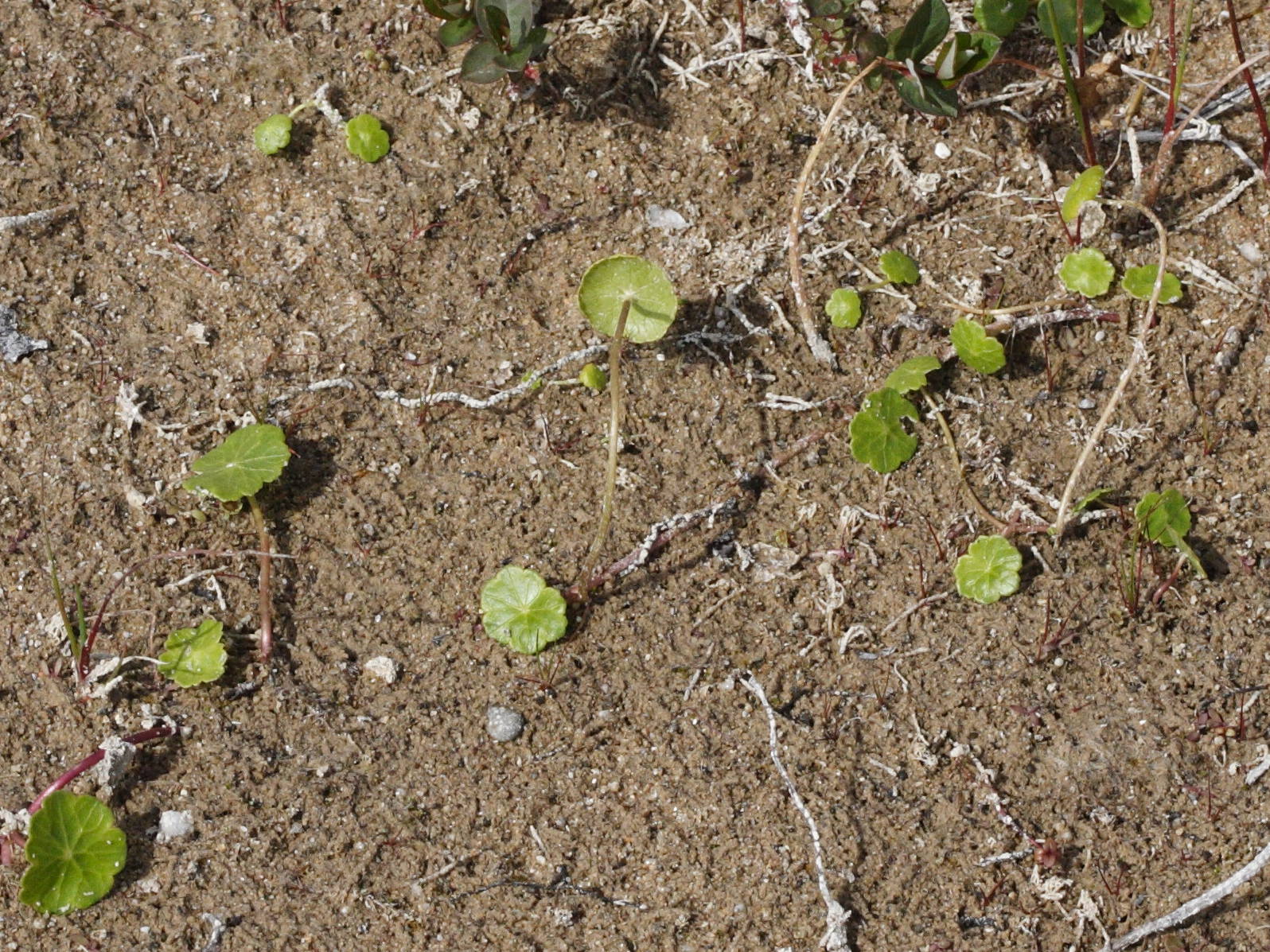 Afficher le média hydrocotyle_vulgaris6md hydrocotyle_vulgaris6md
