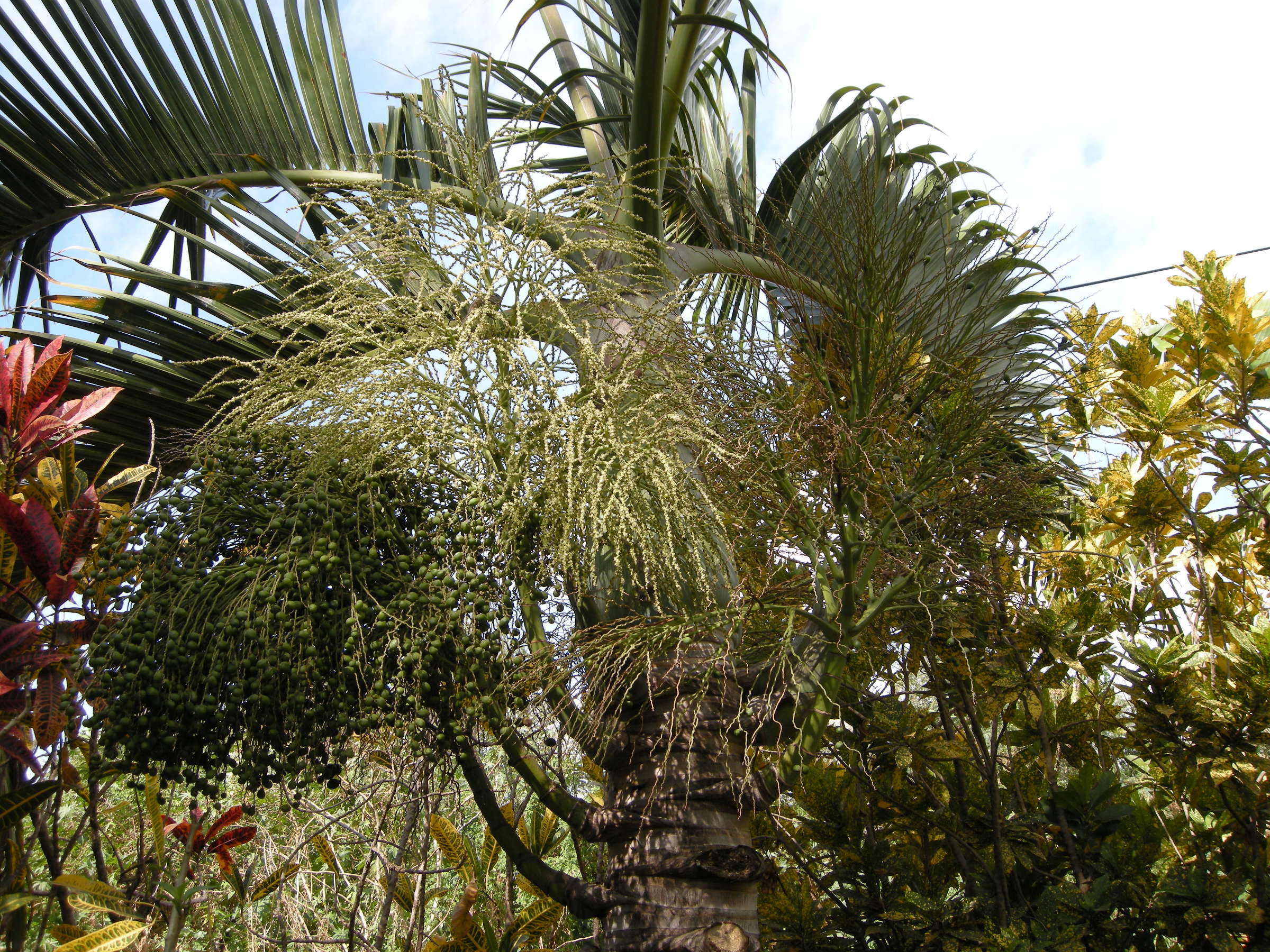 hyophorbe_lagenicaulis2md