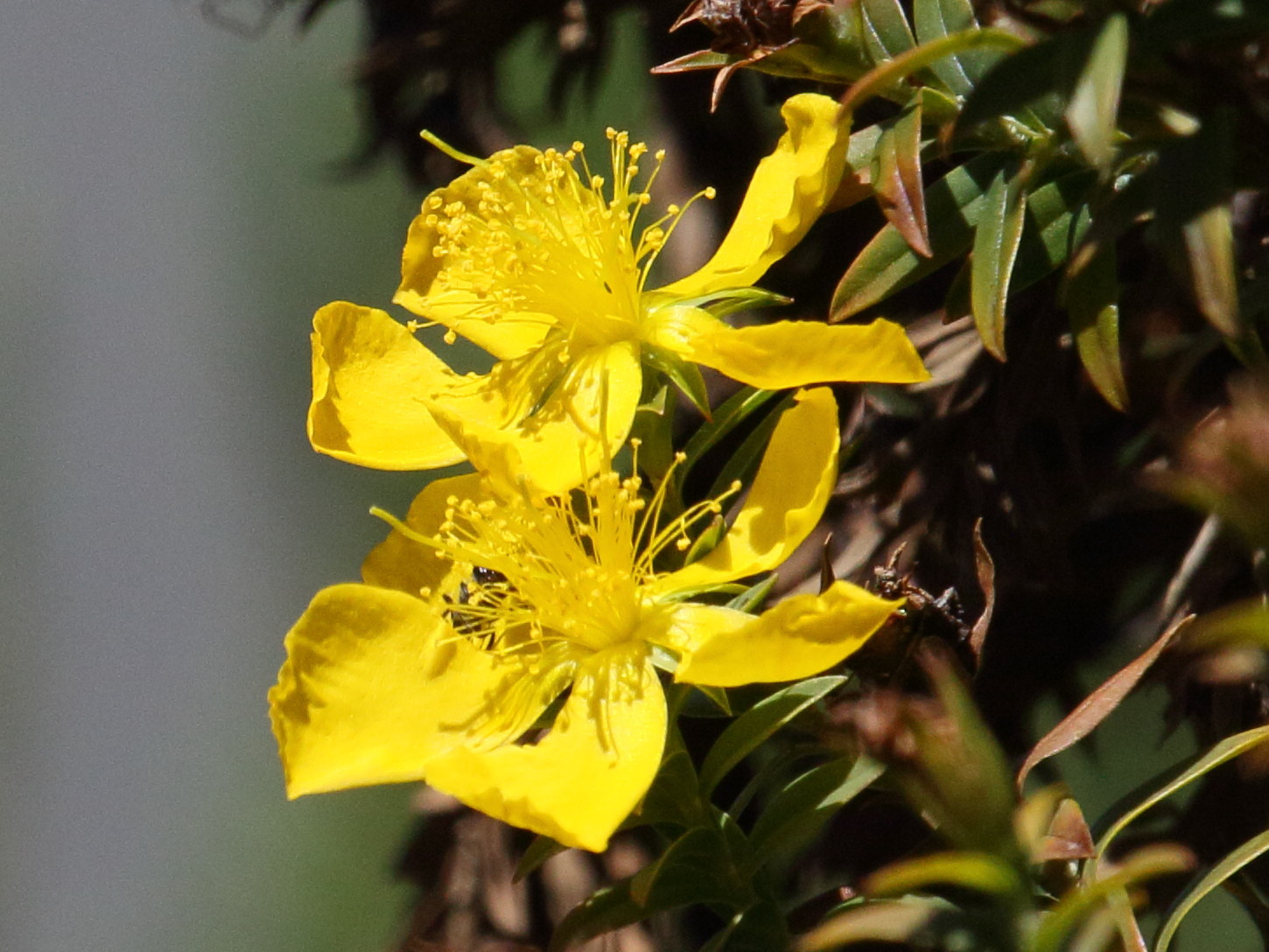 hypericum_irazuense2bd