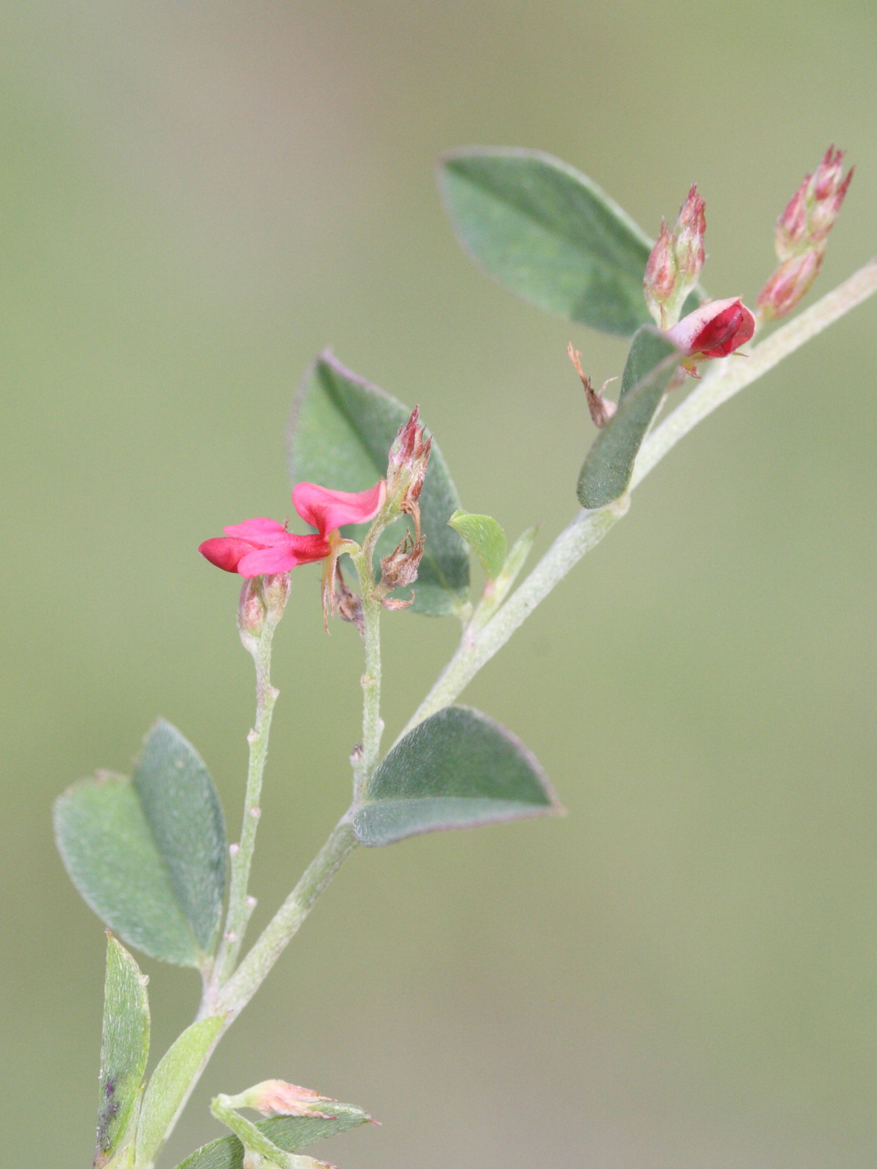 indigofera_linifolia3md