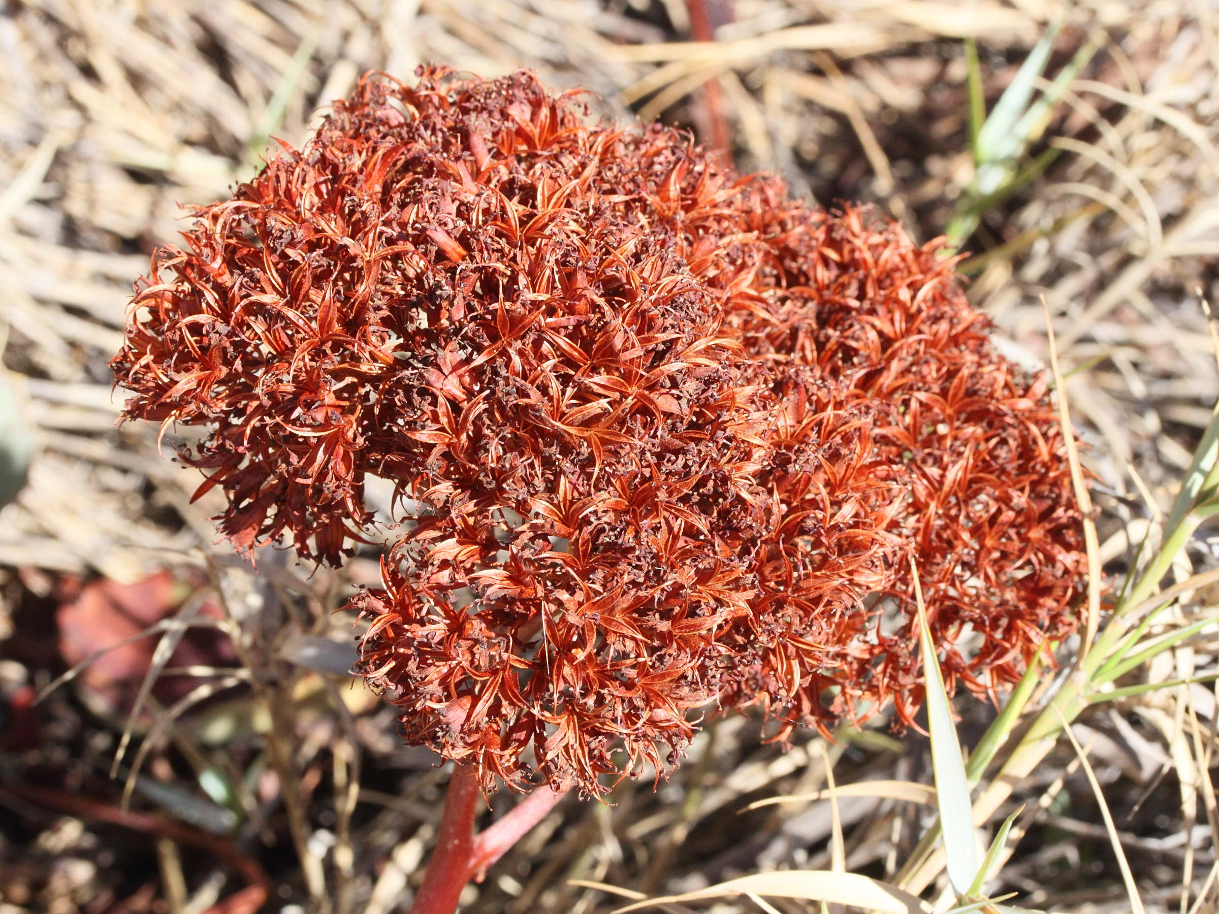kalanchoe_synsepala2md
