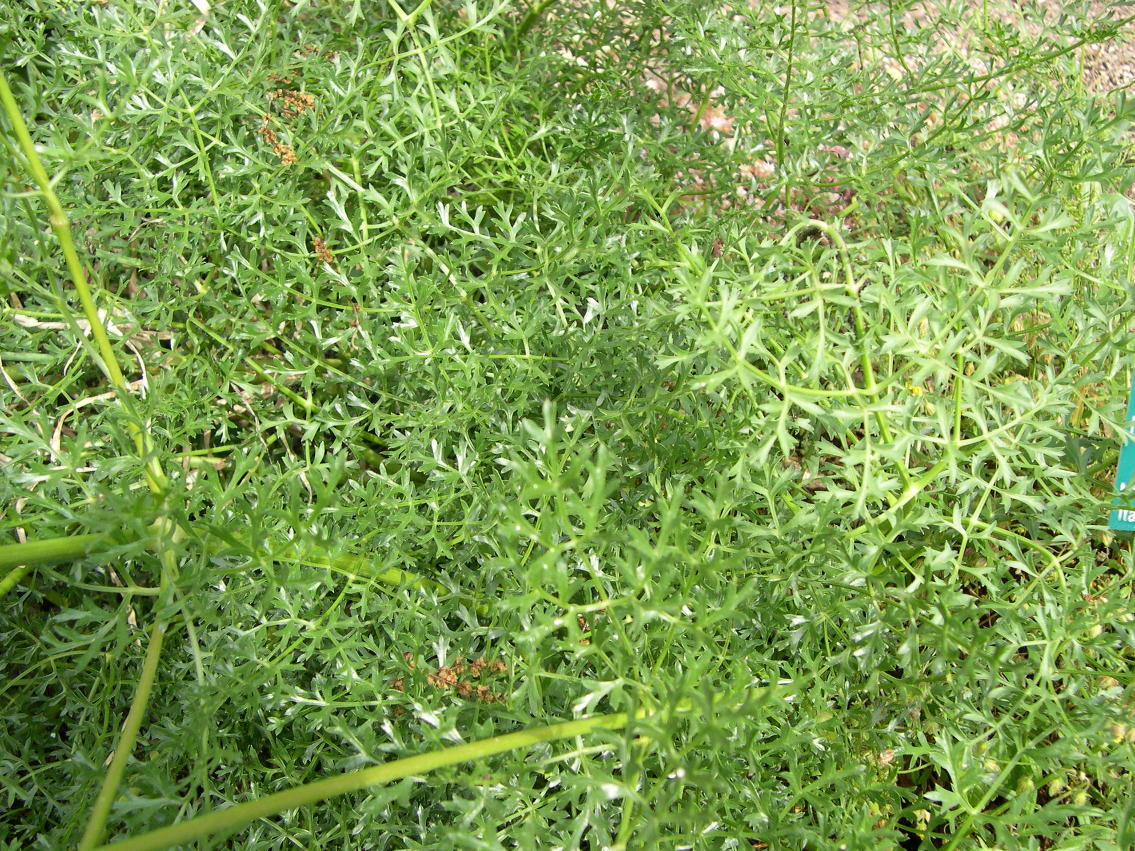 laserpitium_gallicum2md