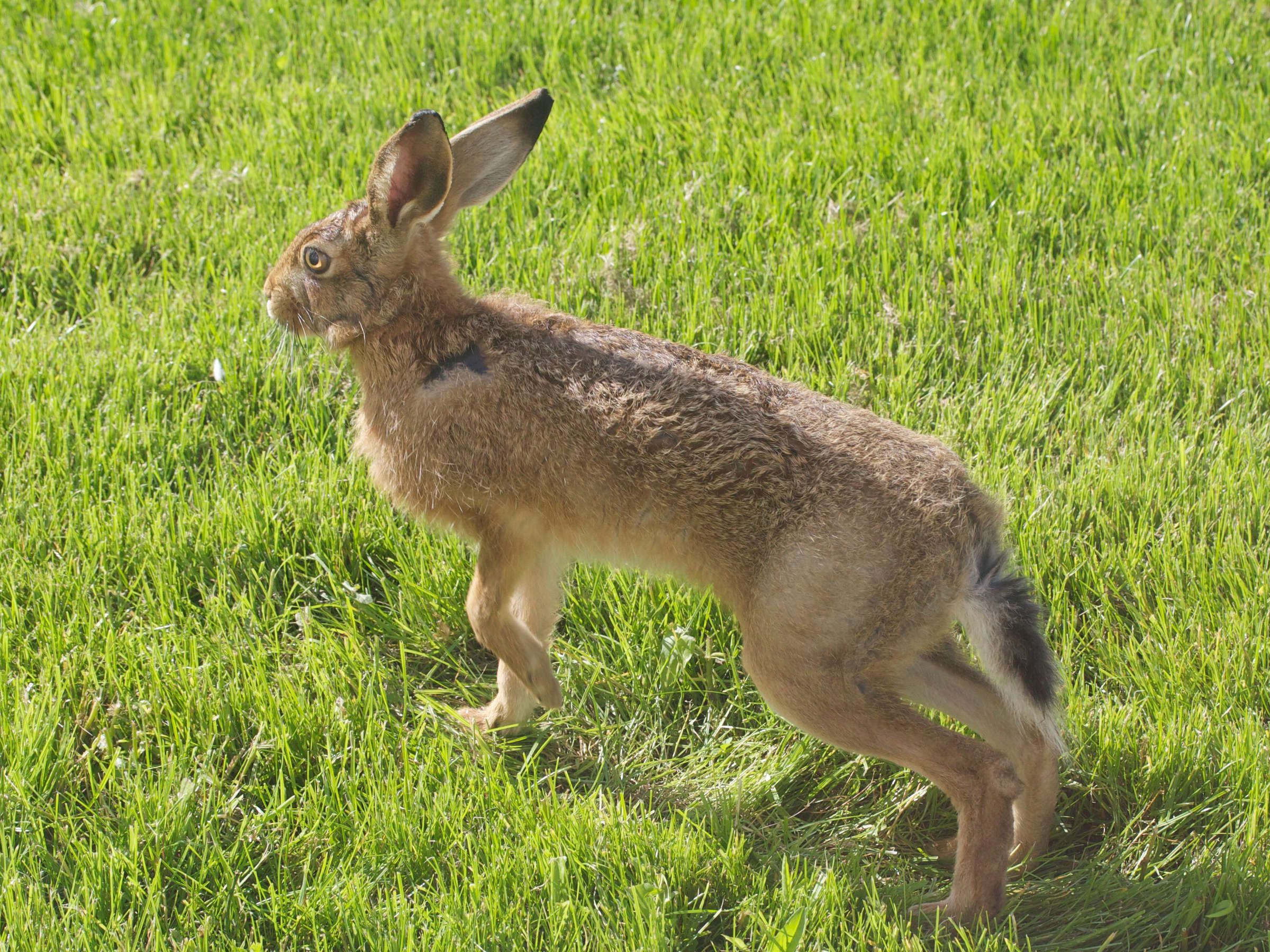 lepus_europaeus6md