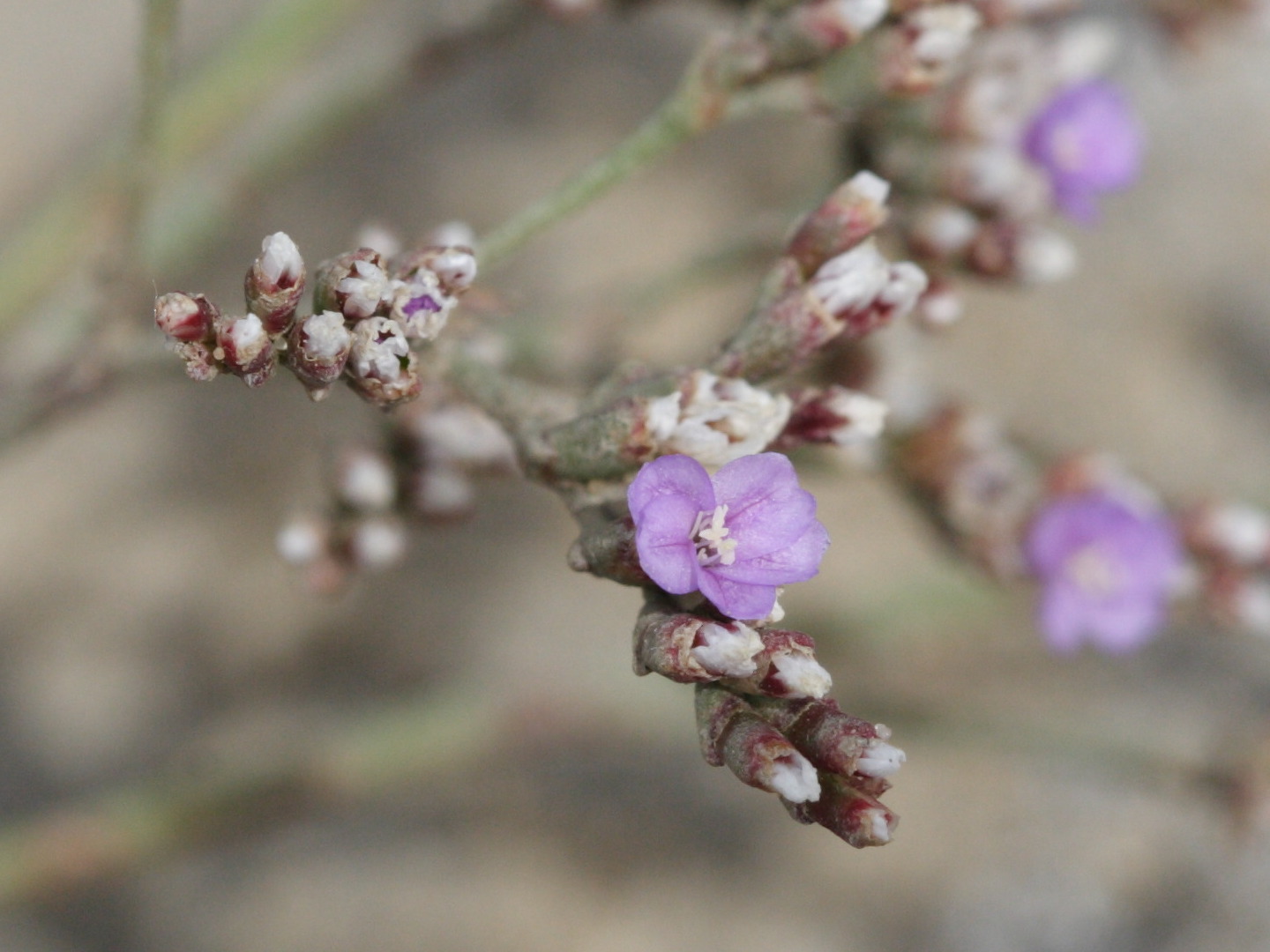 Afficher le média limonium_auriculiursifolium3md limonium_auriculiursifolium3md