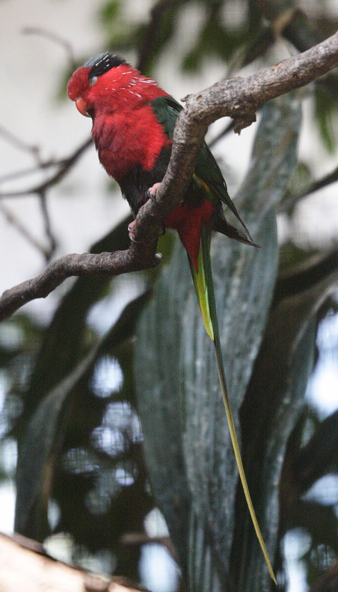 lori_papou_-_charmosyna_papou_stellae1md