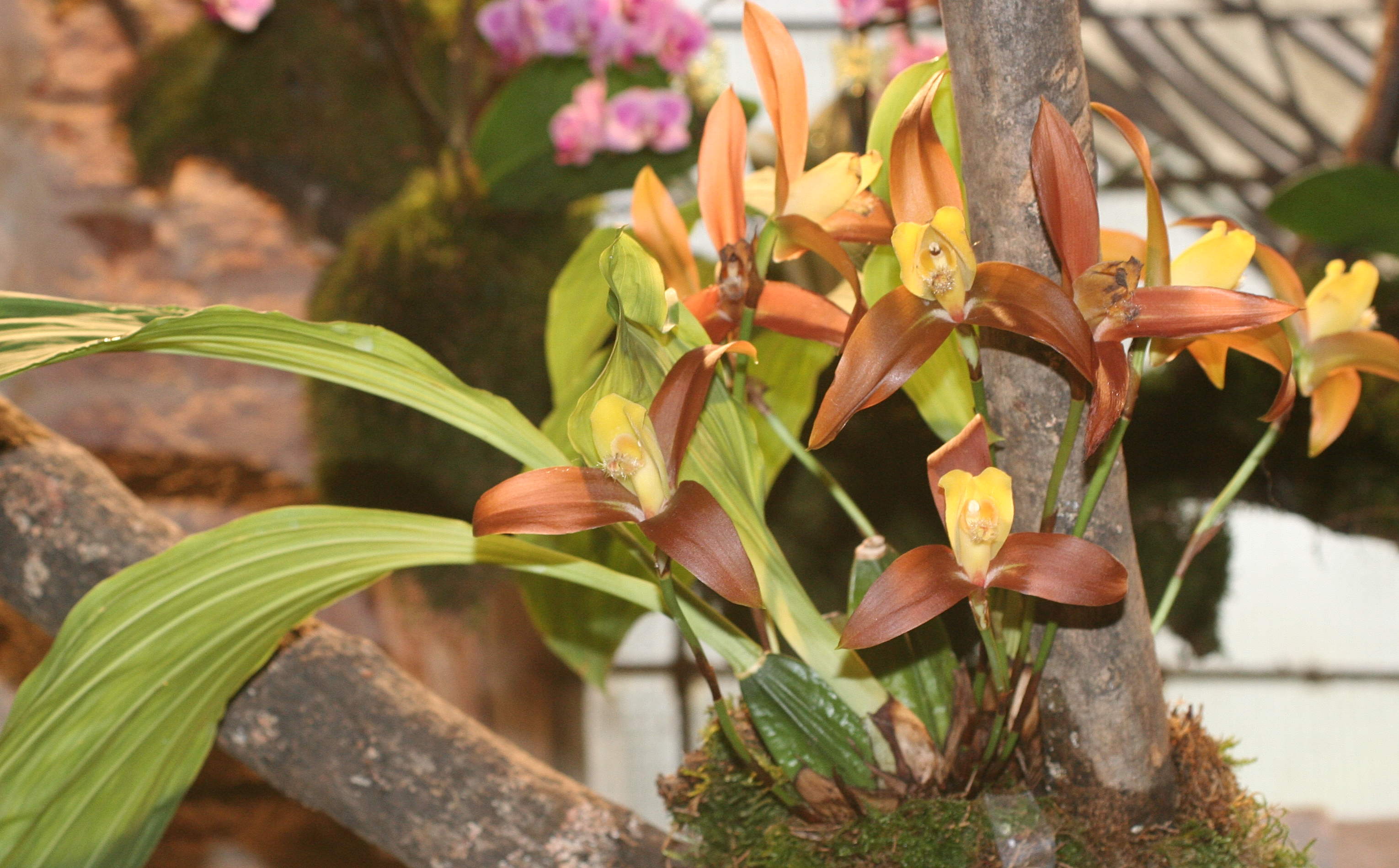 Afficher le média lycaste_lasioglossa3md lycaste_lasioglossa3md