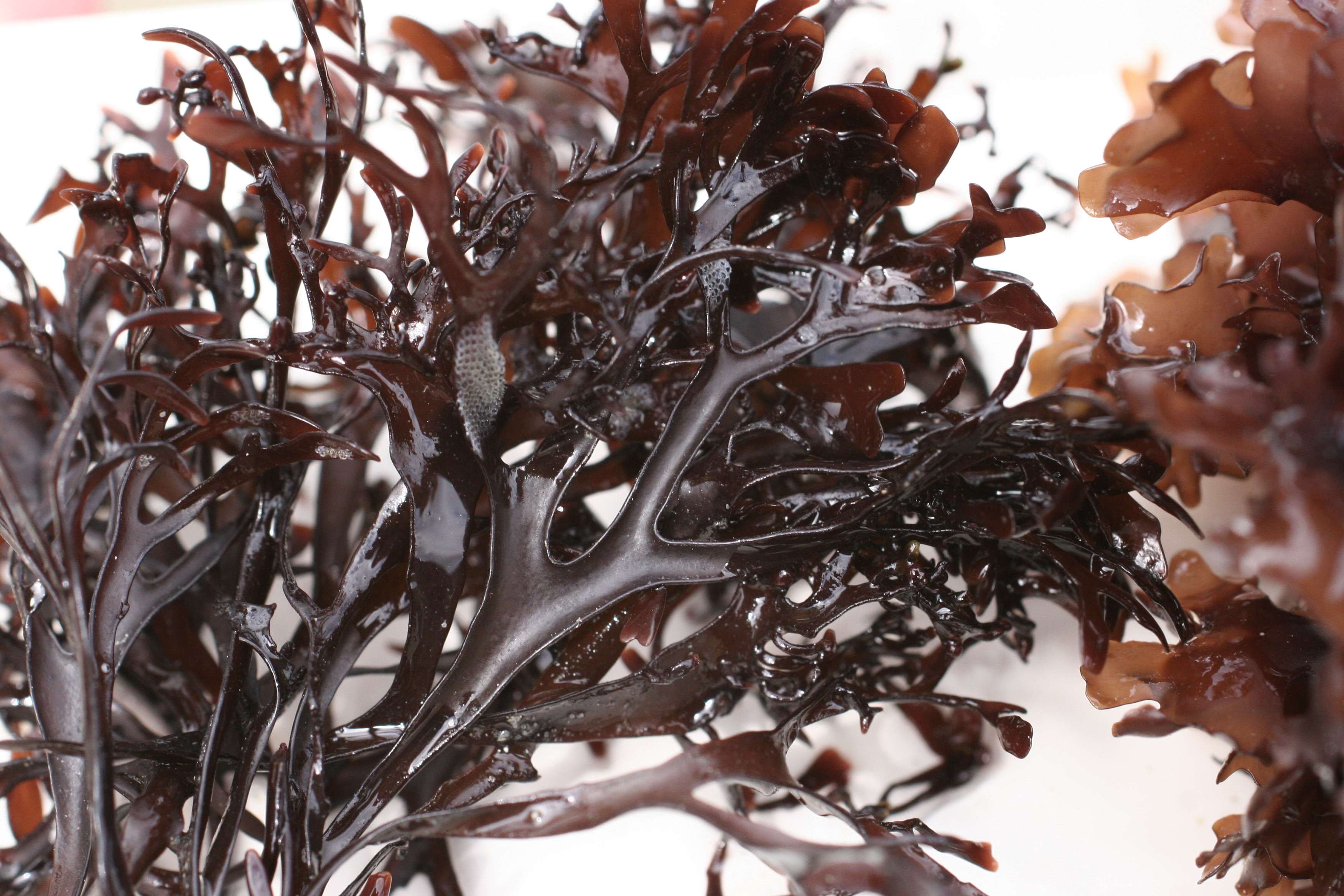 mastocarpus_stellatus1md