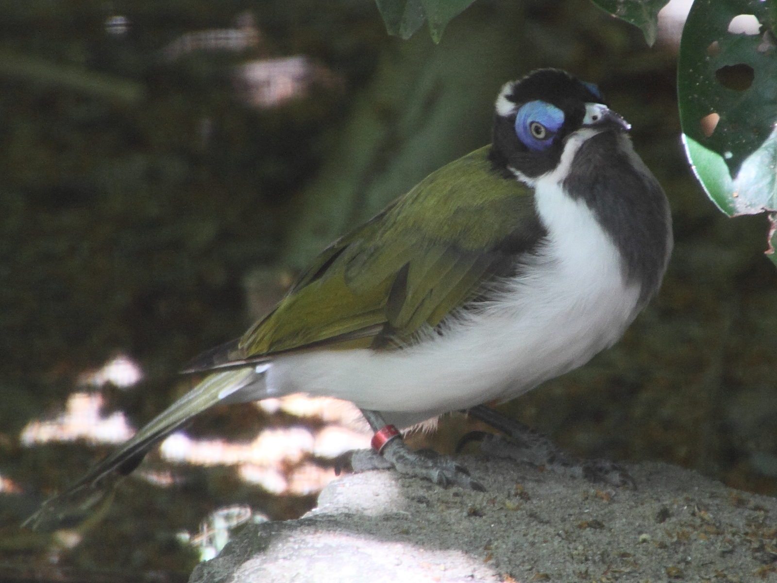 meliphage_a_oreillons_bleus_-_entomyzon_cyanotis3md