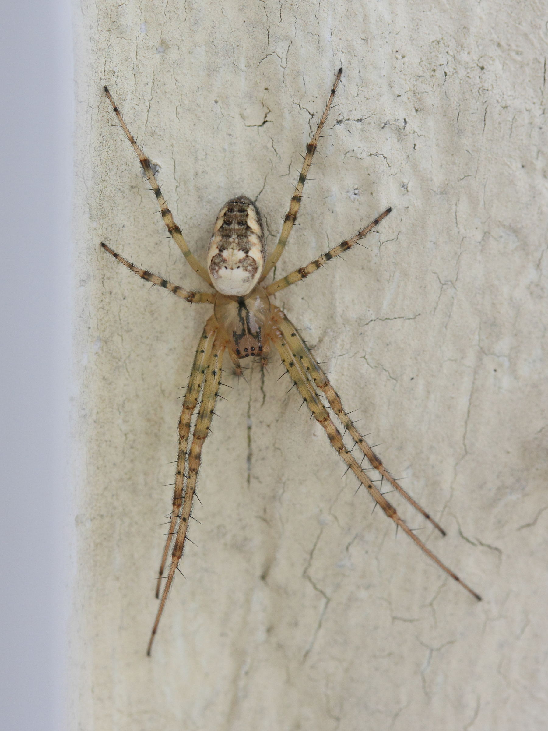 metellina_segmentata1md