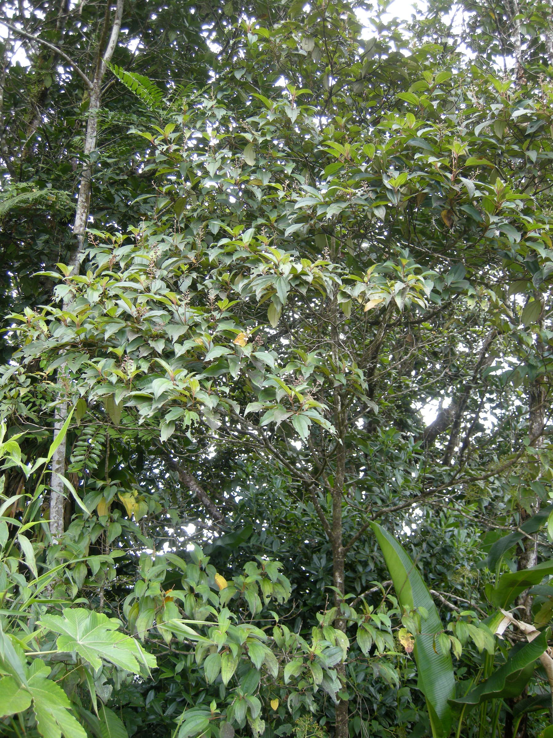 miconia_mirabilis1md