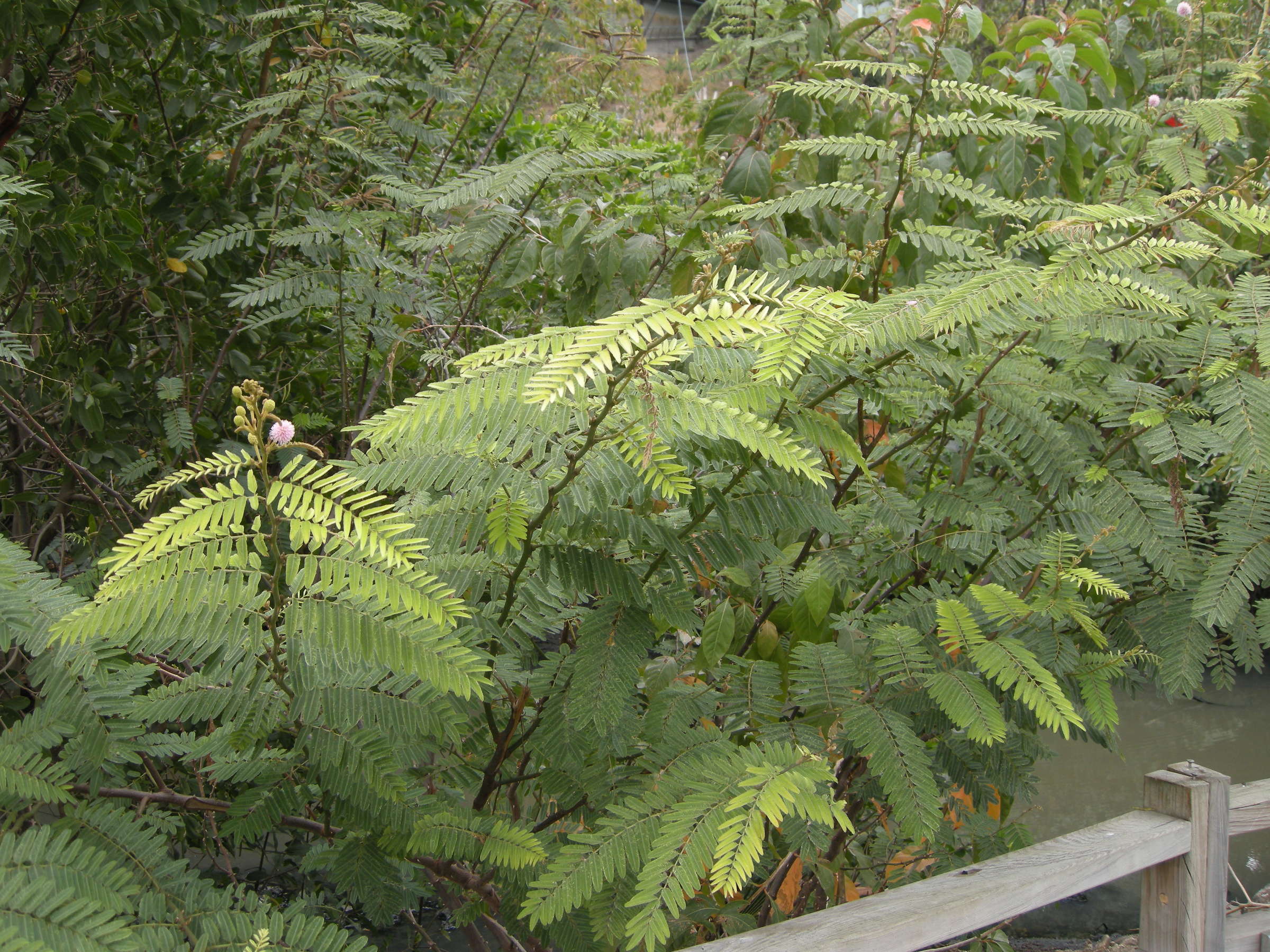mimosa_pigra1md