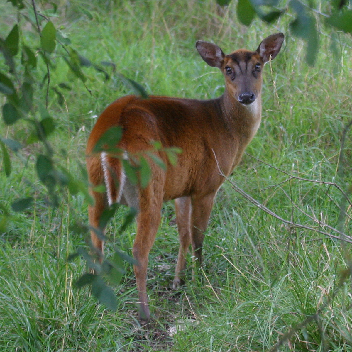 muntiacus_muntjak1bd