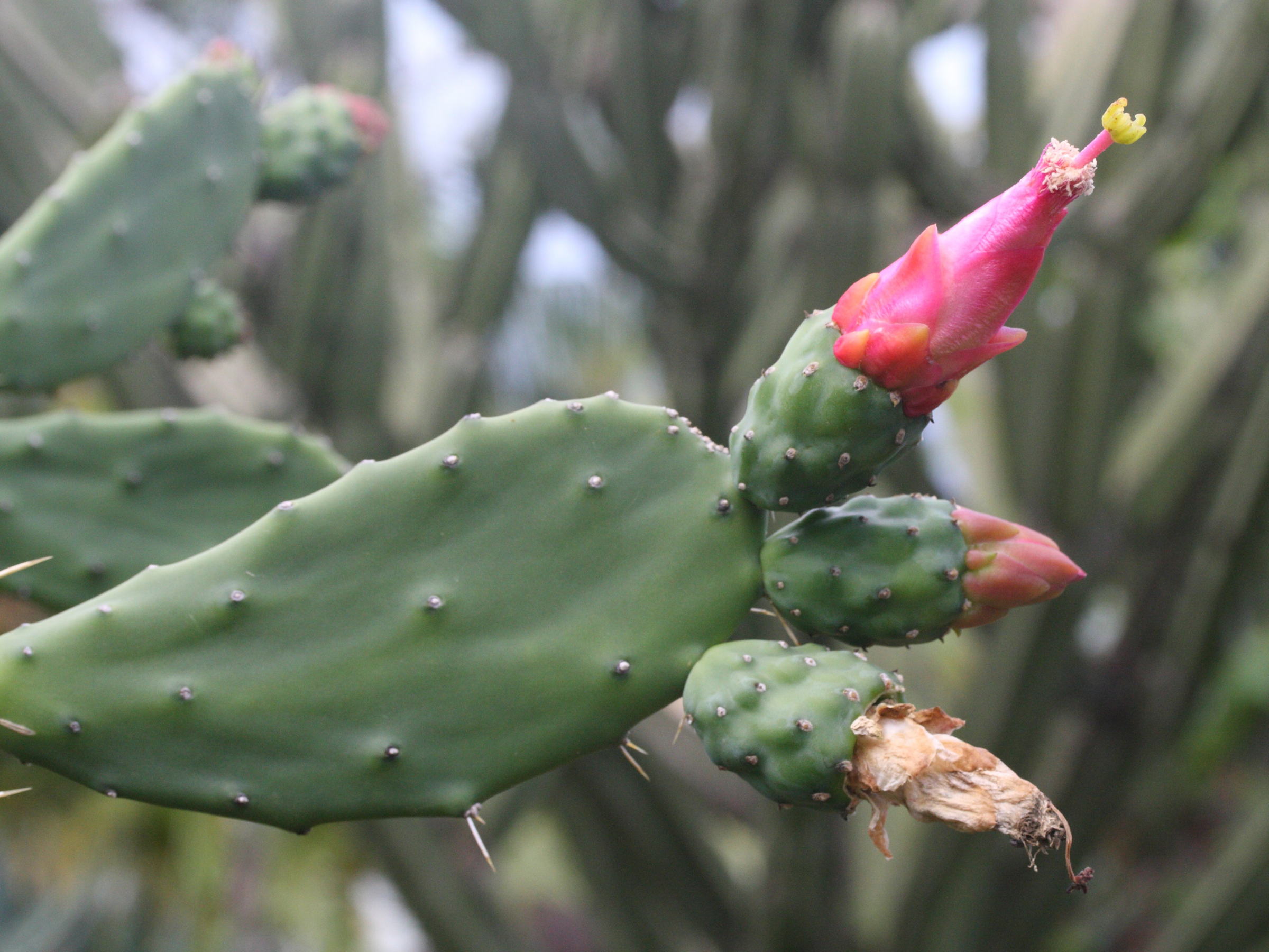 nopalea_cochenillifera4md