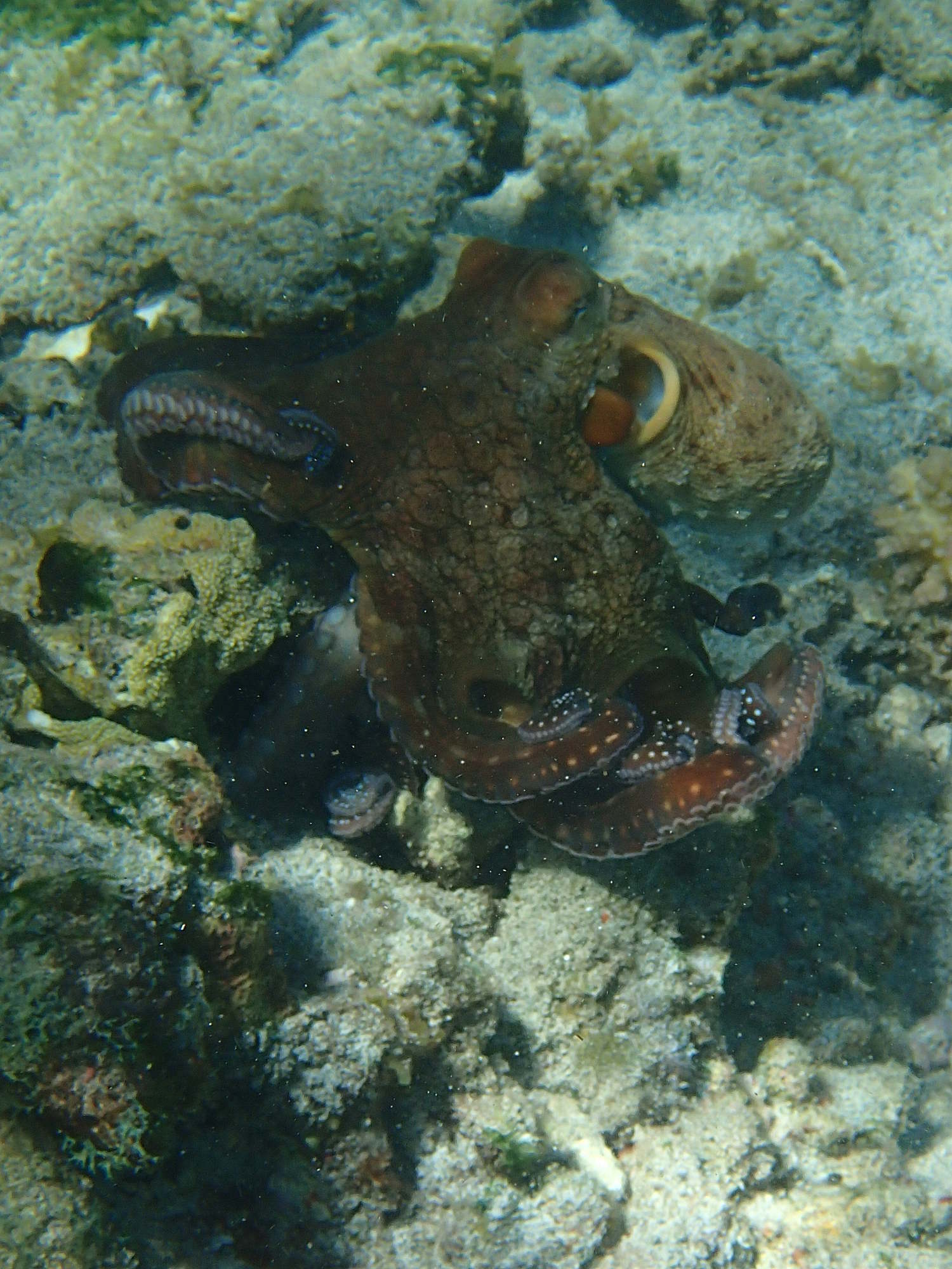 octopus_cyanea