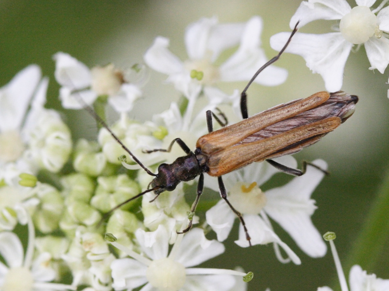 oedemera_femorata1md