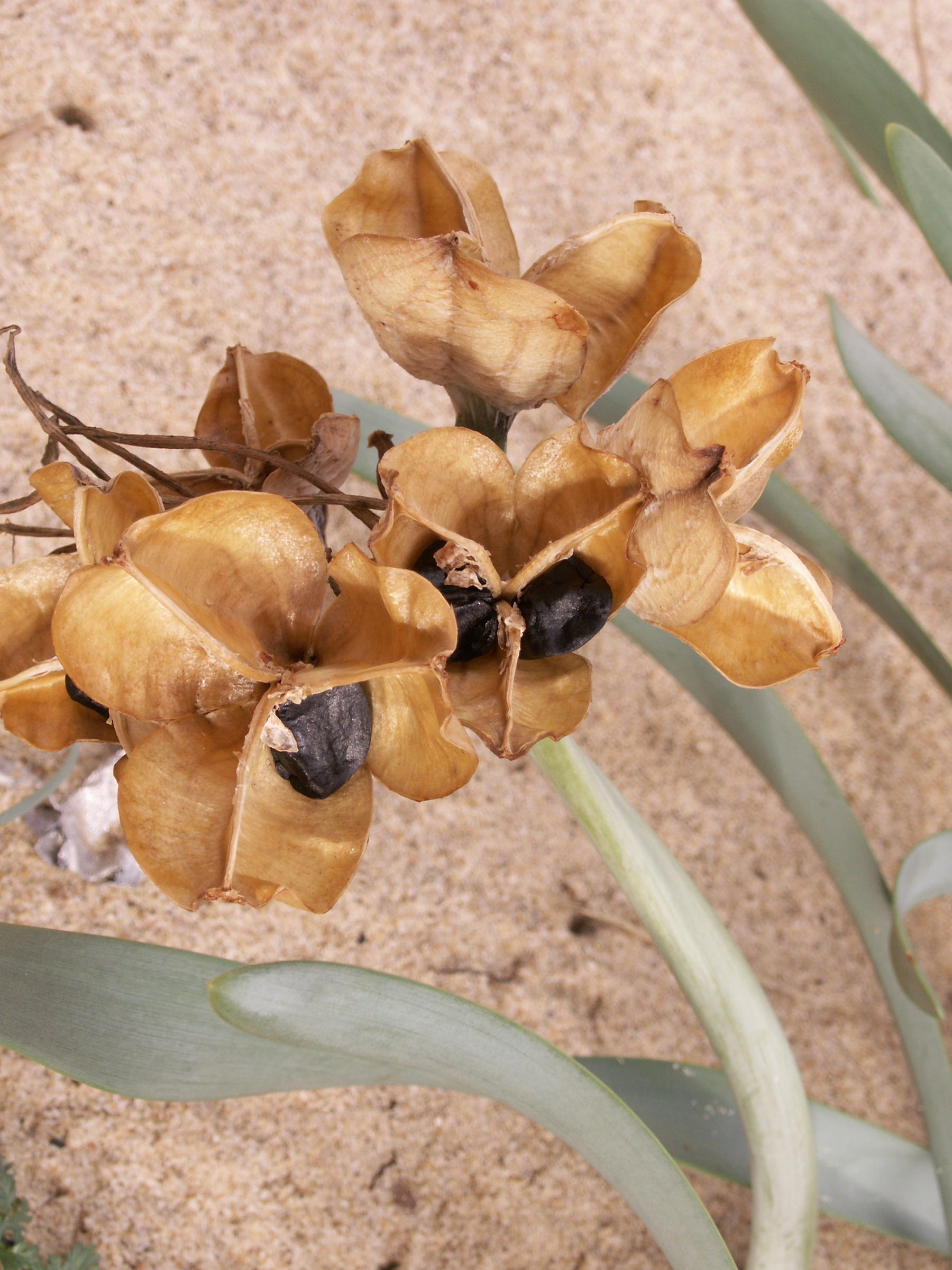 Afficher le média pancratium_maritimum4bd pancratium_maritimum4bd