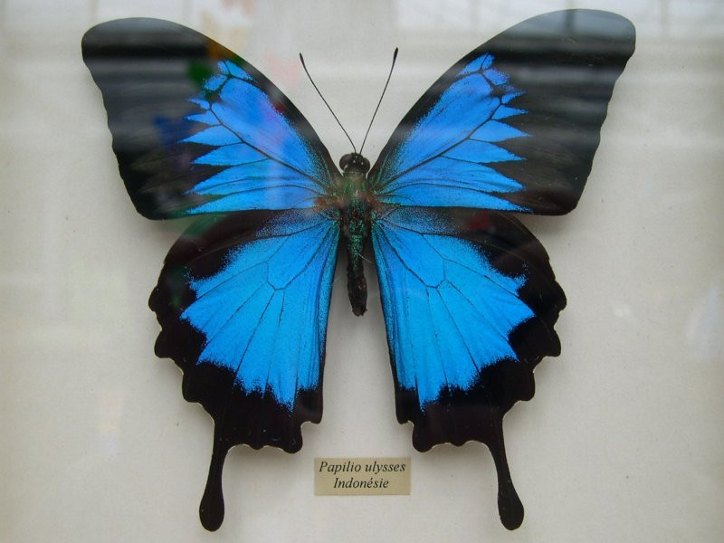 papilio_ulysses1fca