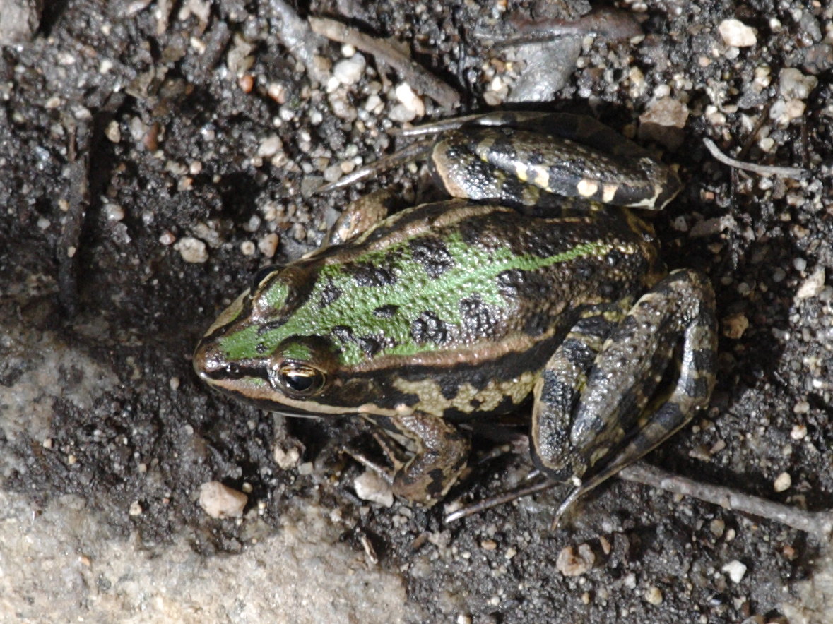 pelophylax_bergeri1bd