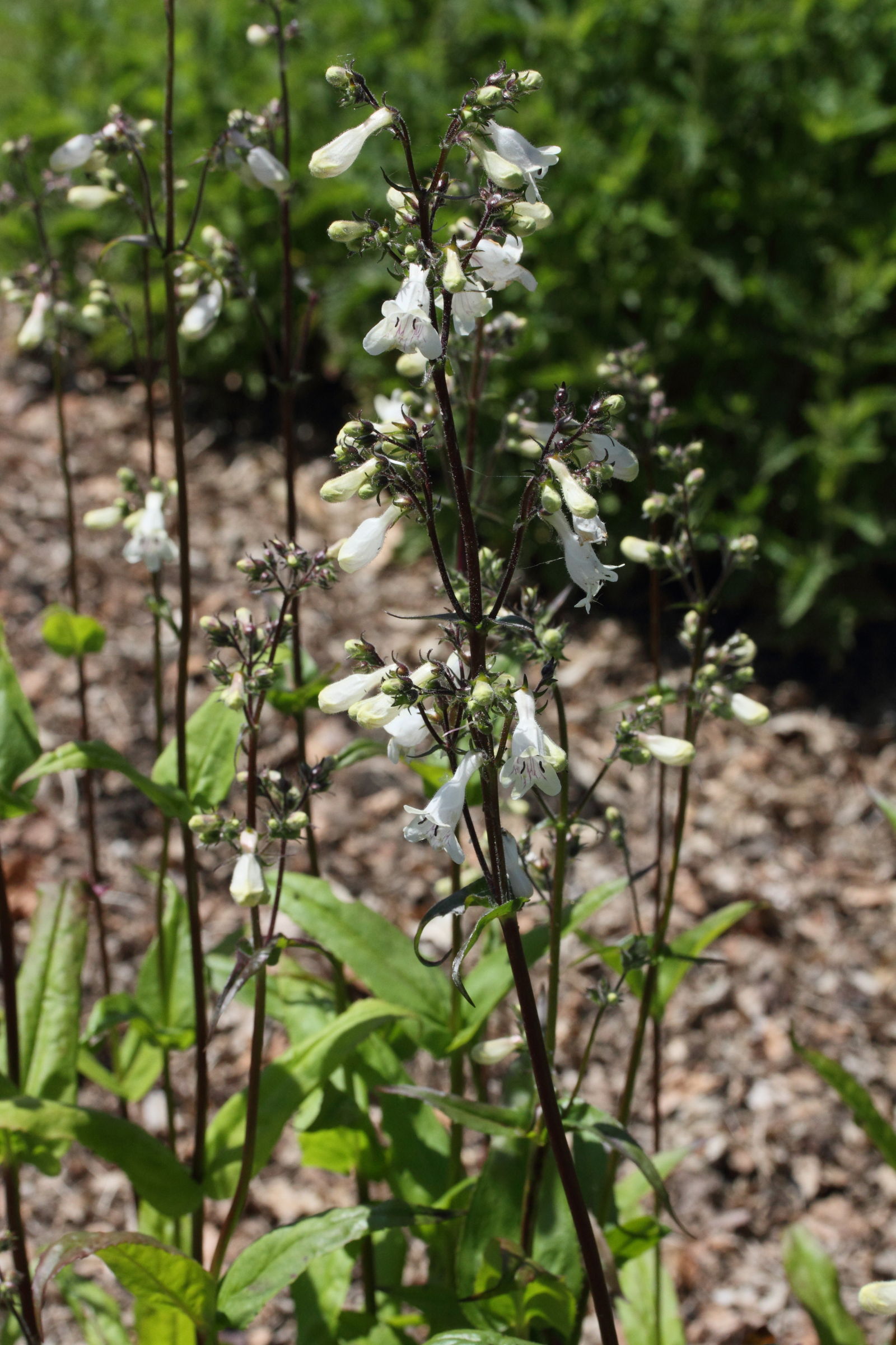 penstemon_digitalis2md