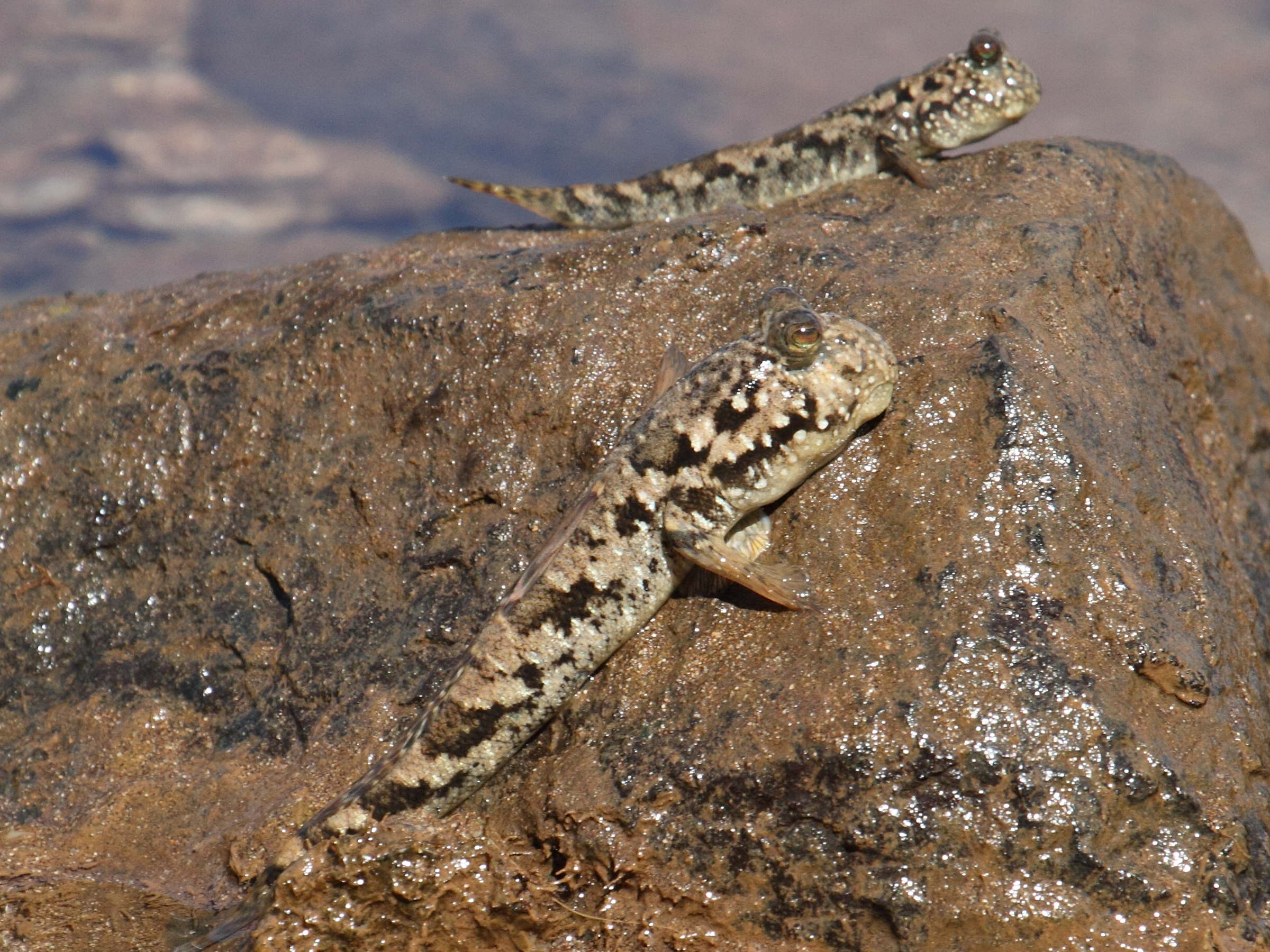 Afficher le média periophthalmus_argentilineatus2bd periophthalmus_argentilineatus2bd