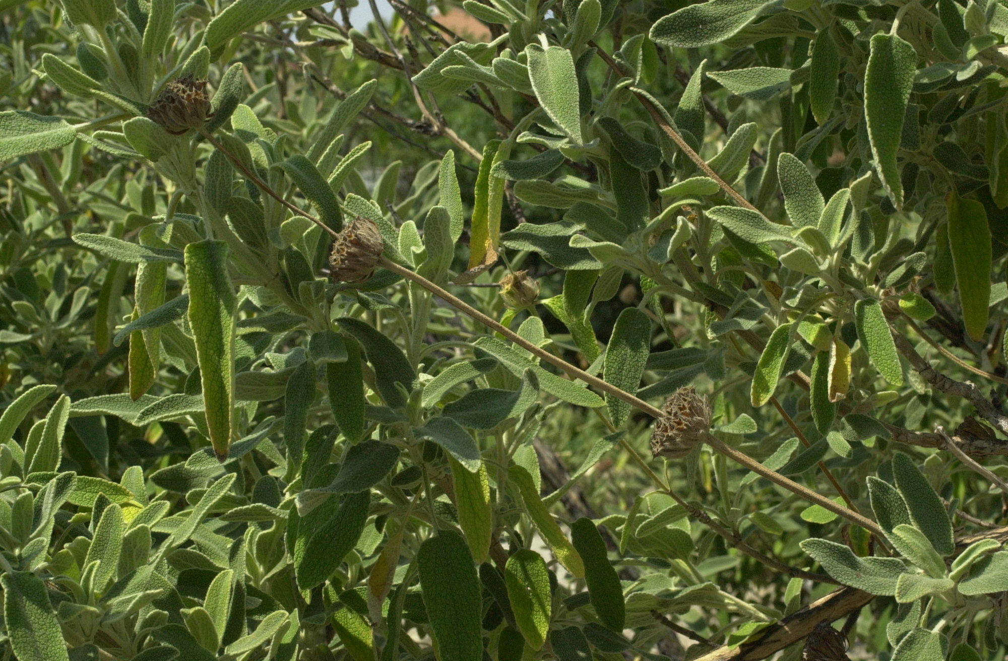 Afficher le média phlomis_fruticosa2md phlomis_fruticosa2md