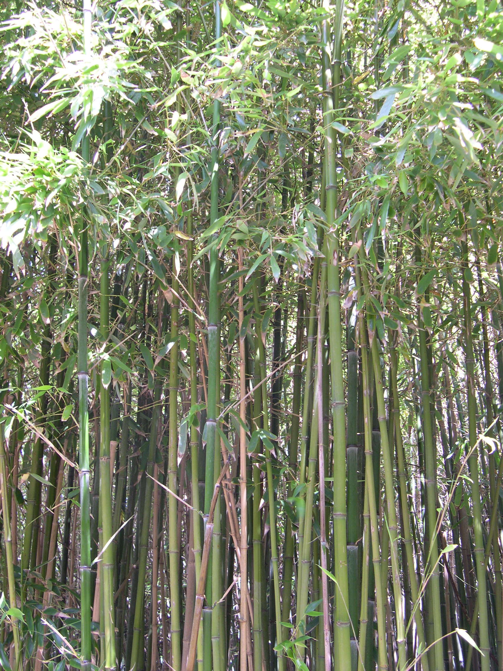 Phyllostachys_vivax
