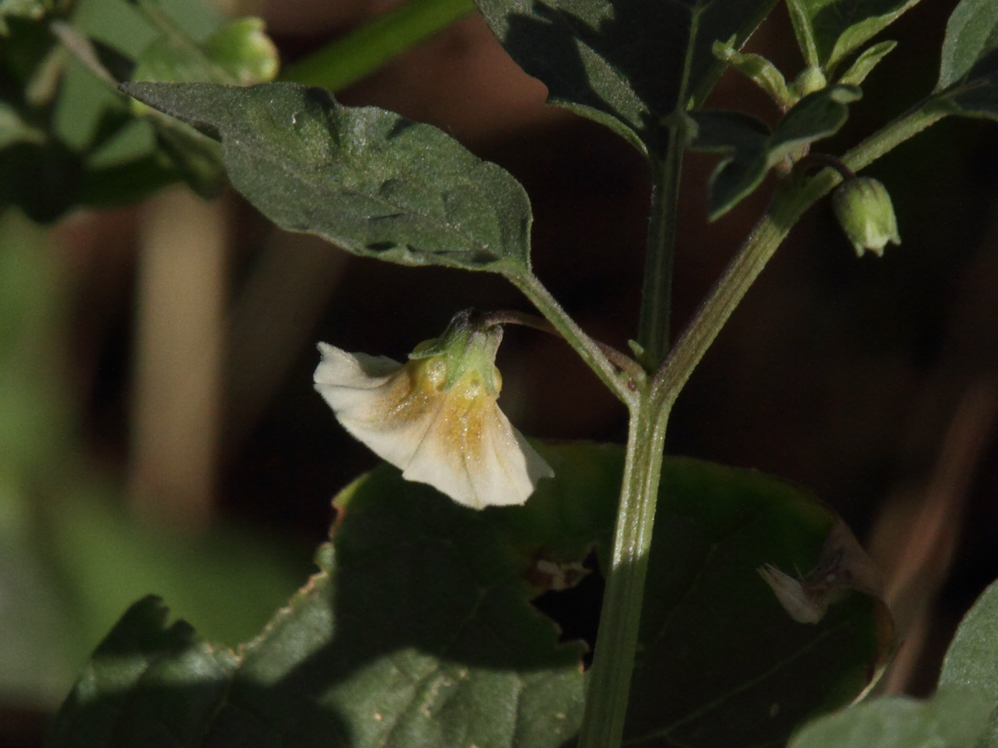 physalis_peruviana10md