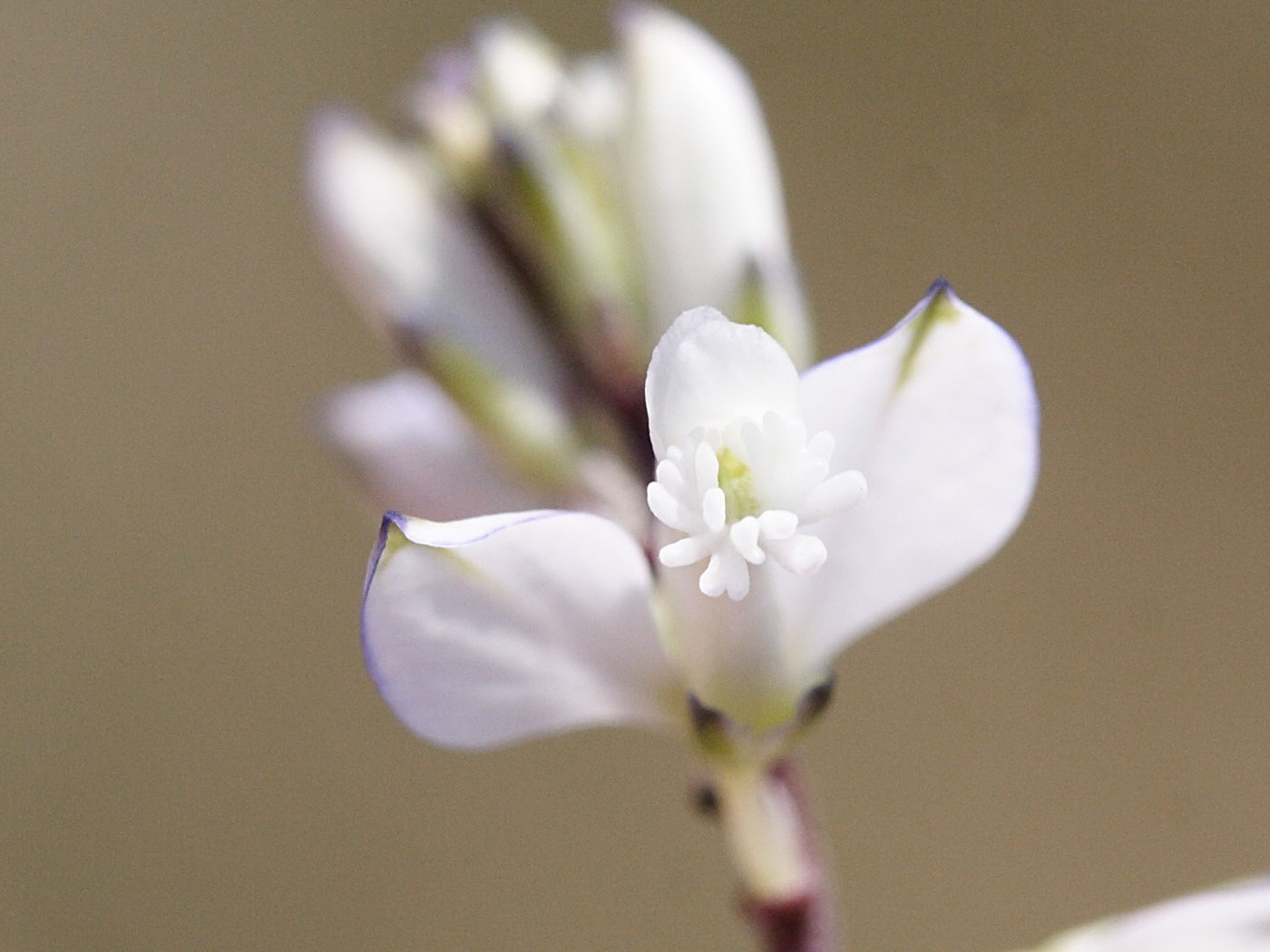 Afficher le média polygala_serpyllifolia5md polygala_serpyllifolia5md