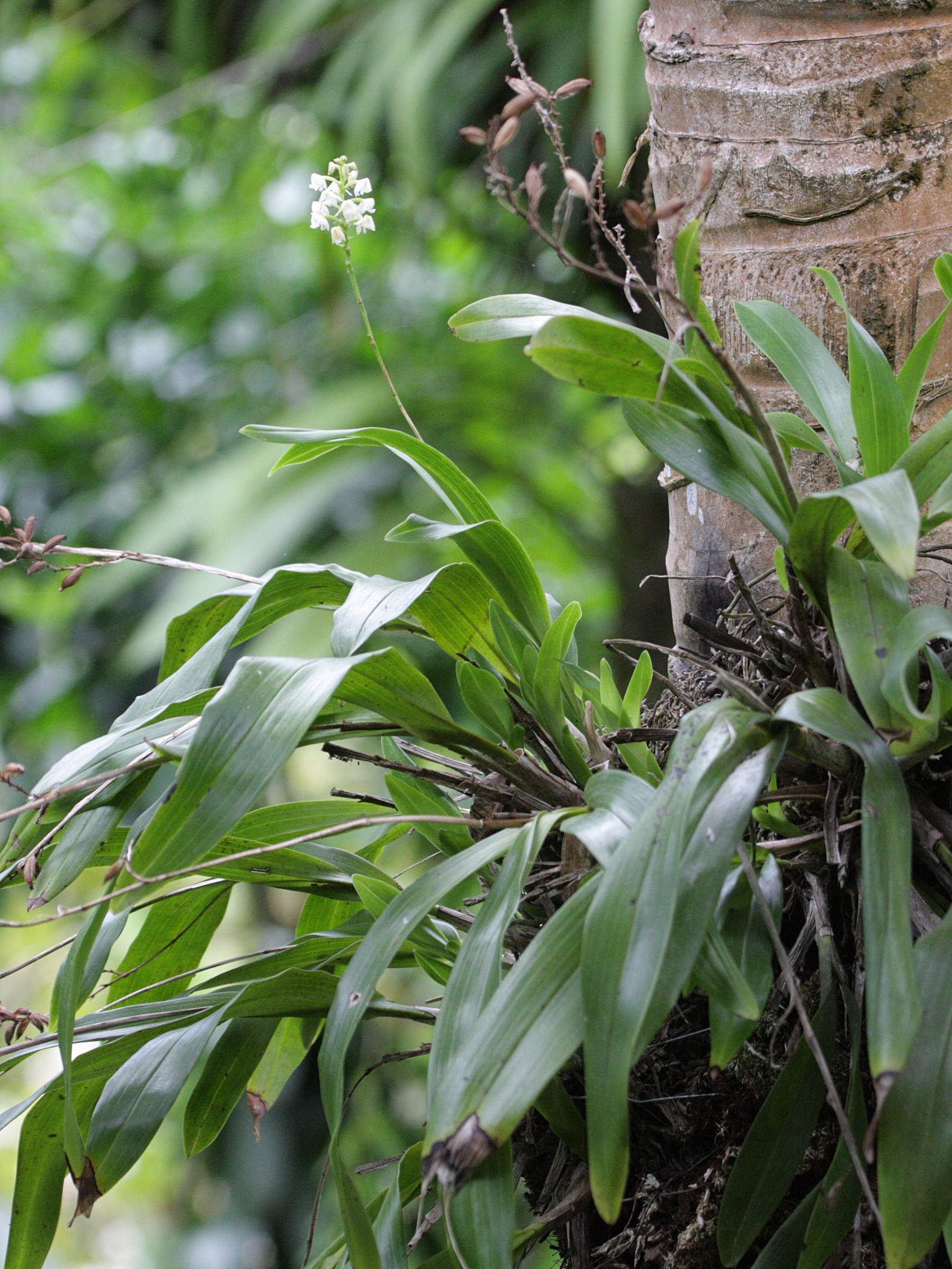Afficher le média Polystachya_concreta Polystachya_concreta
