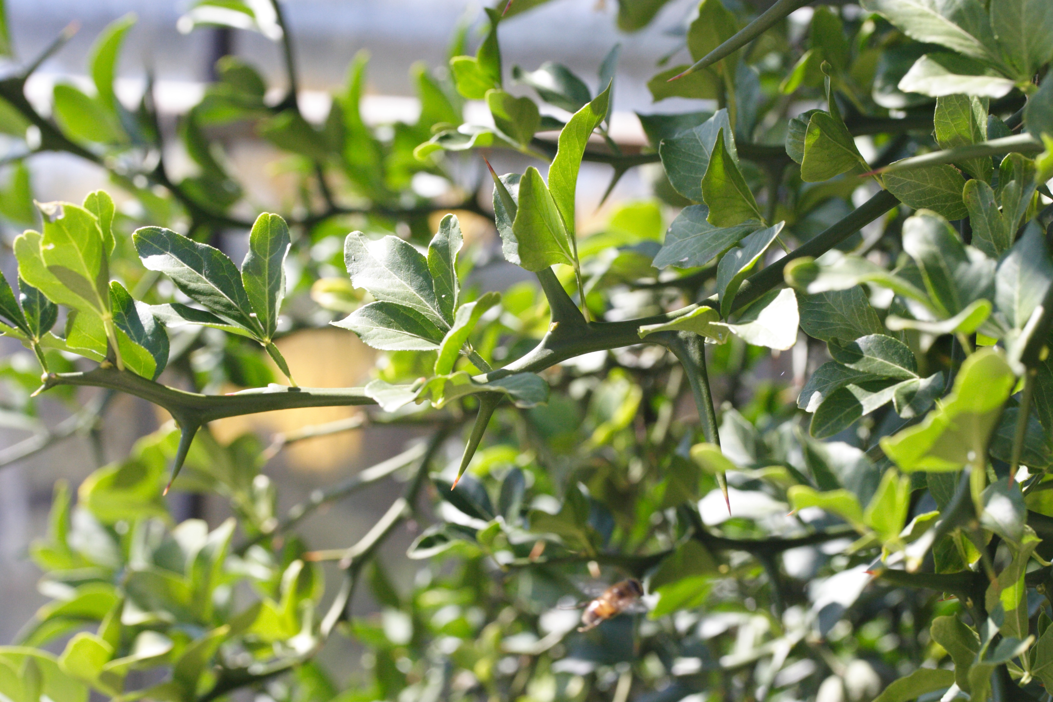 Afficher le média poncirus_trifoliata4md poncirus_trifoliata4md