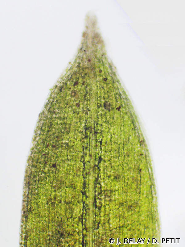 potamogeton_trichoides2dp