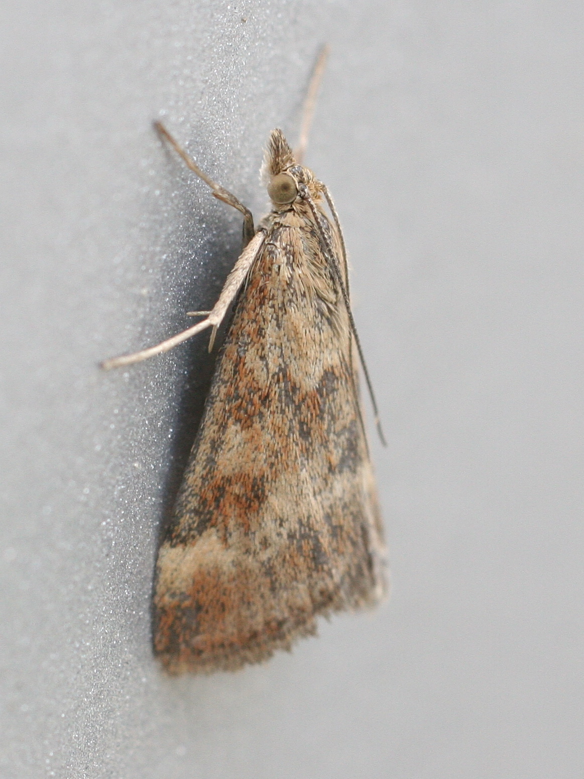 pyrausta_despicata4md