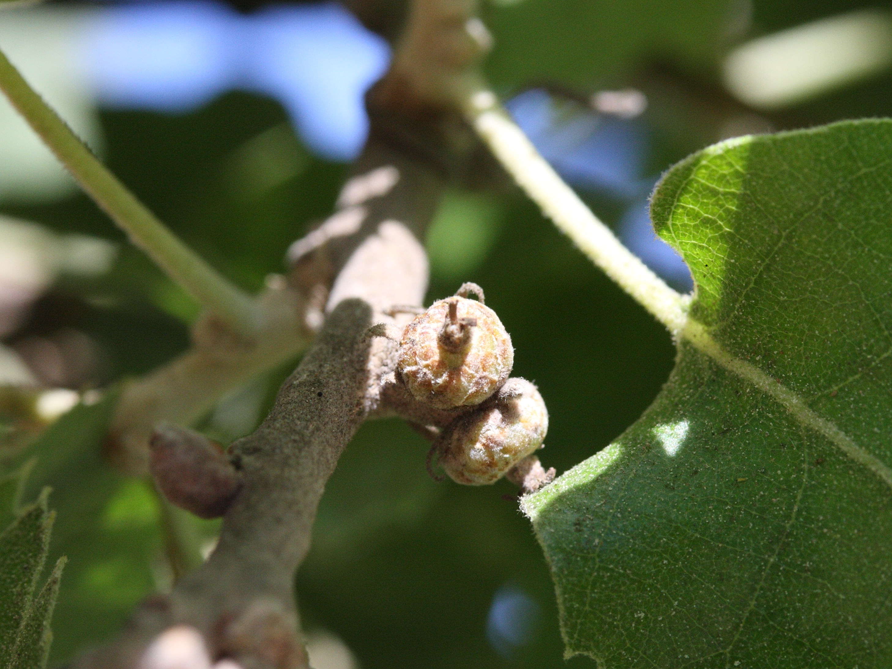 quercus_ithaburensis_macrolepis4md