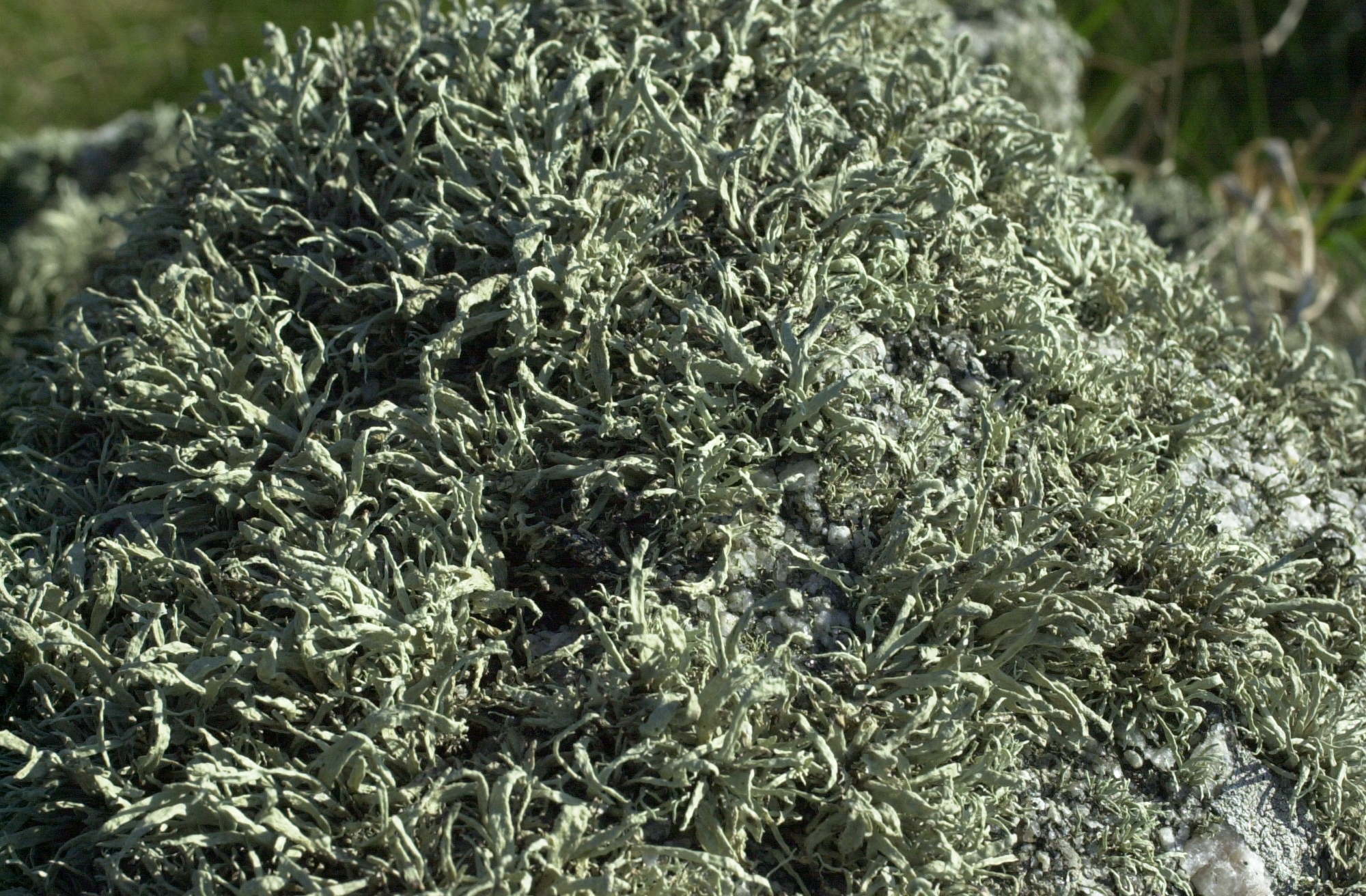 ramalina_siliquosa1md