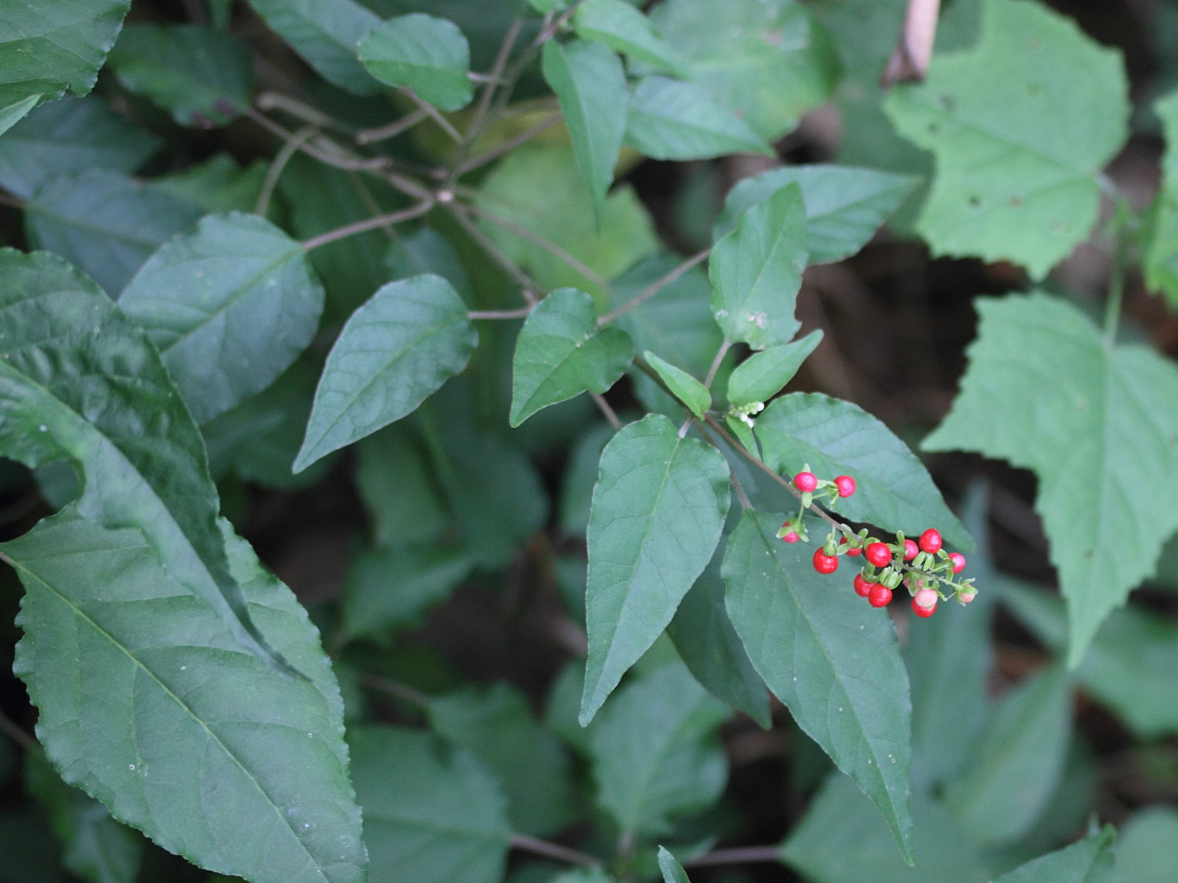 Afficher le média rivina_humilis3md rivina_humilis3md