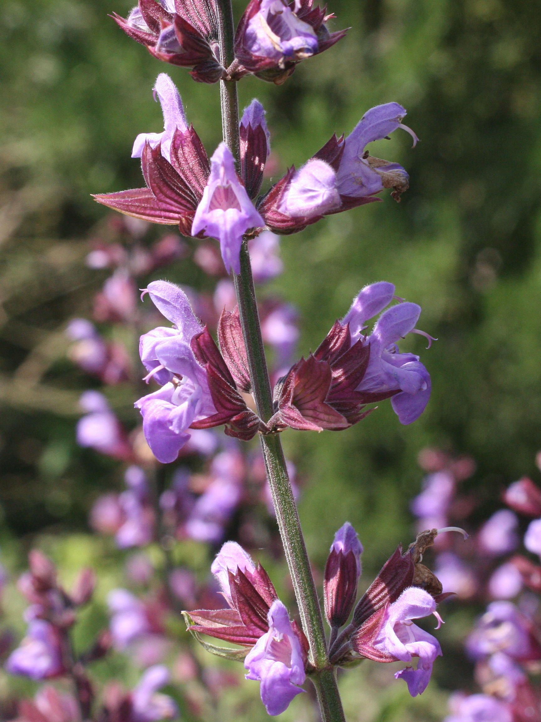 salvia_officinalis3md