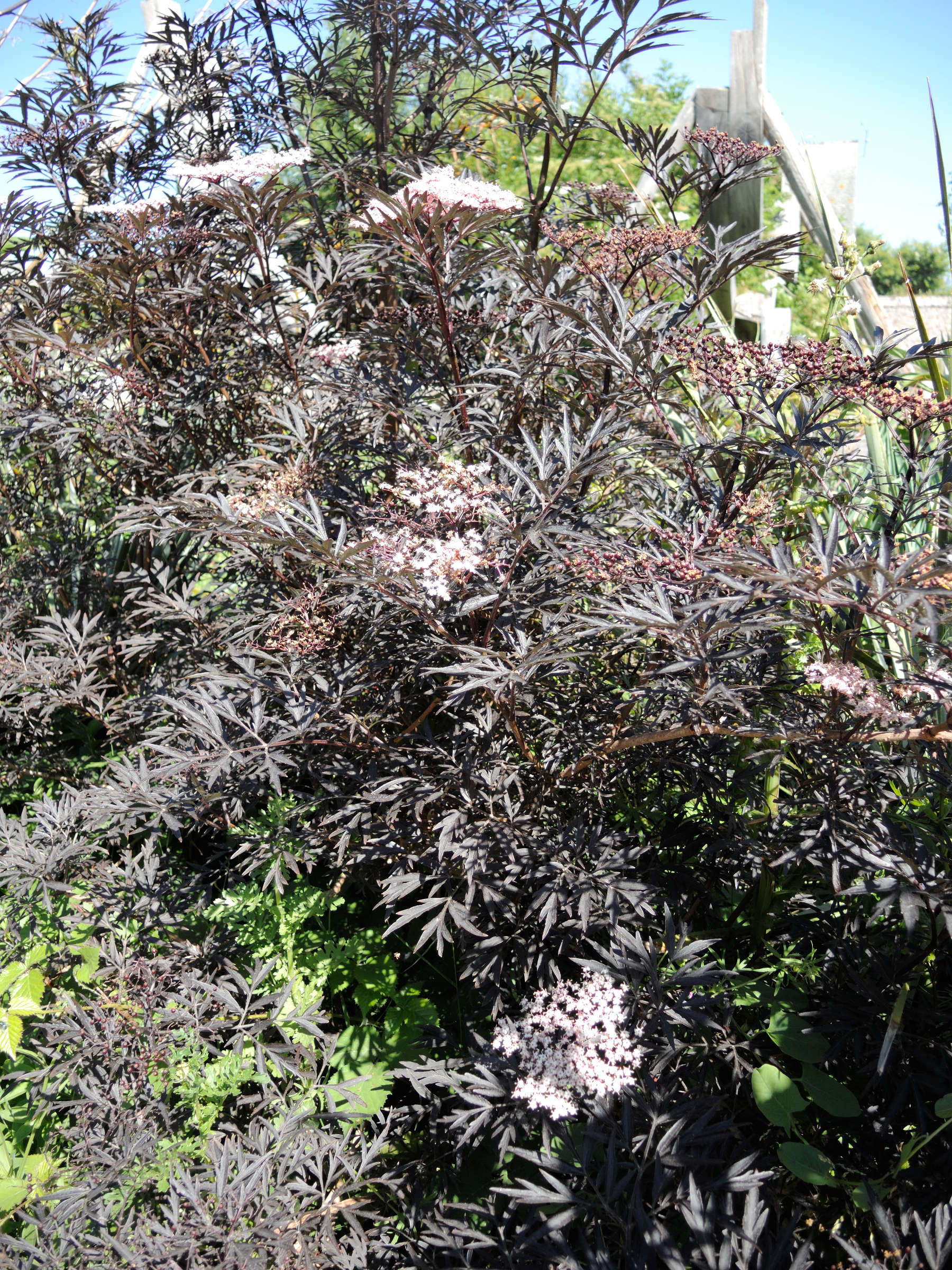 Afficher le média sambucus_nigra_laciniata4md sambucus_nigra_laciniata4md