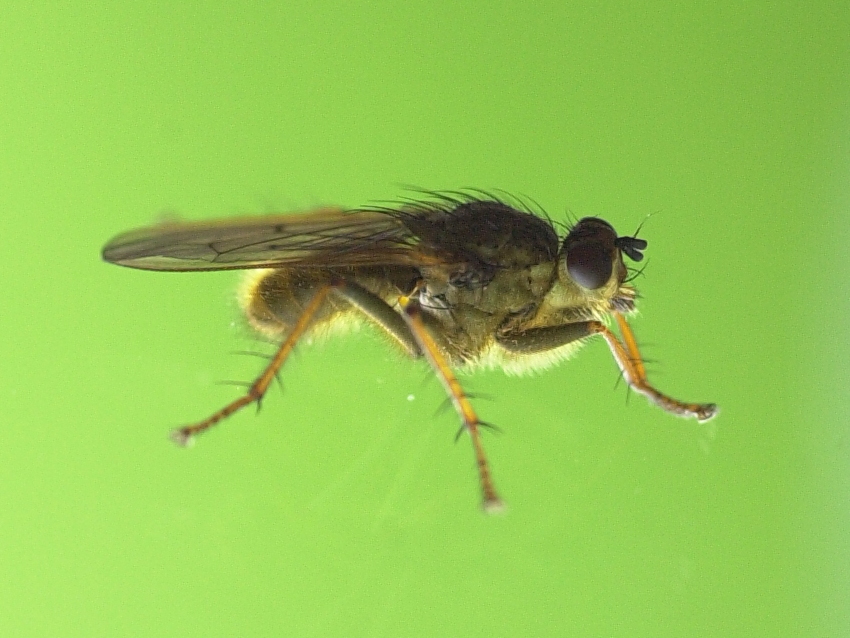 scatophaga_stercoraria3md