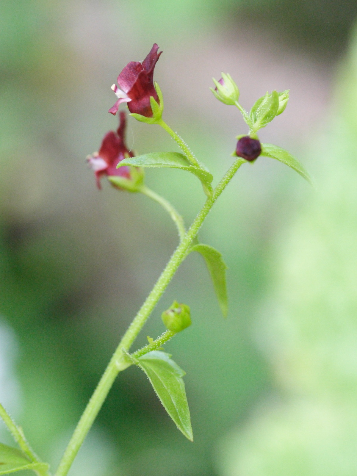 Scrophularia_peregrina