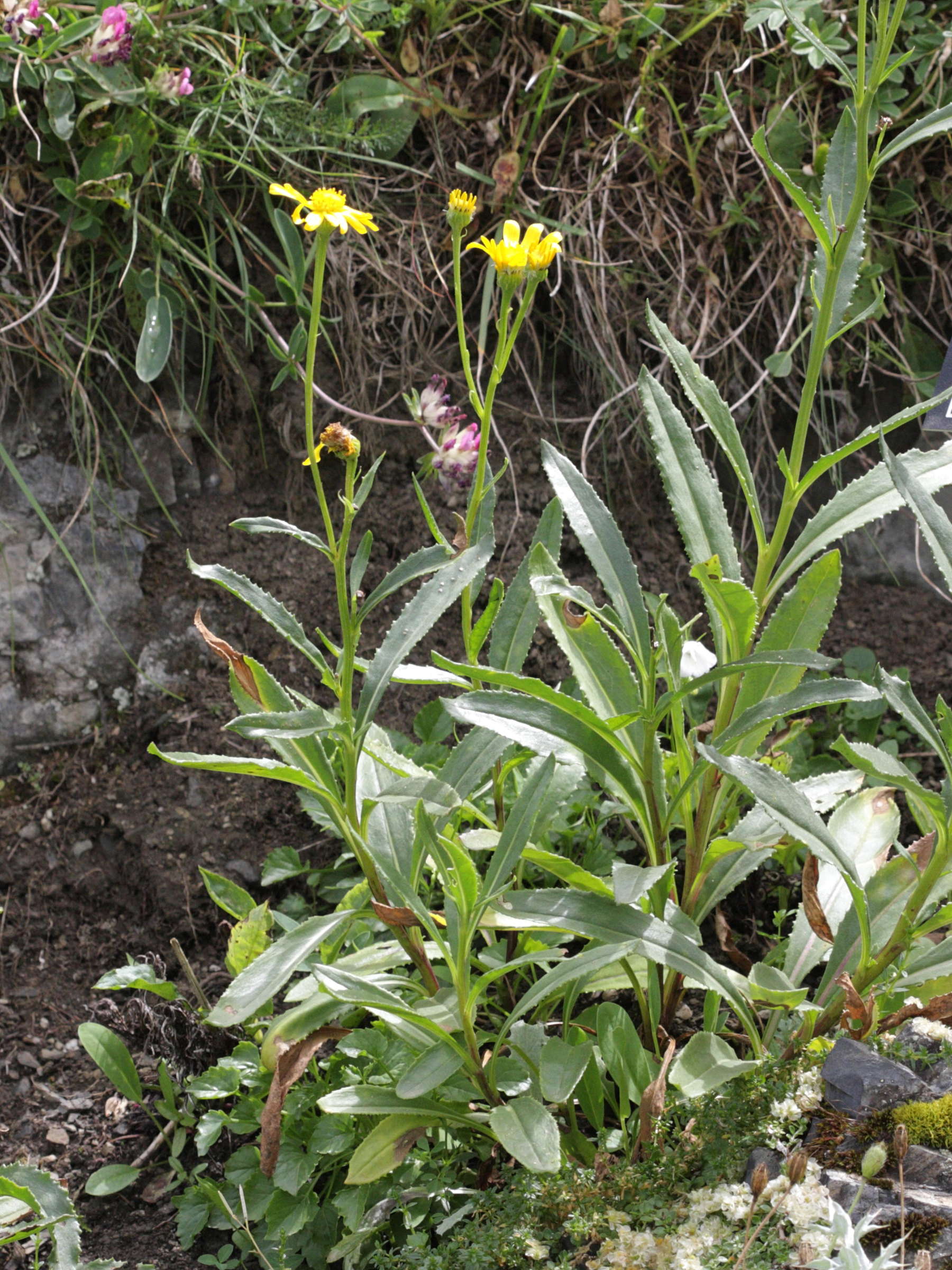 senecio_pyrenaicus1bd