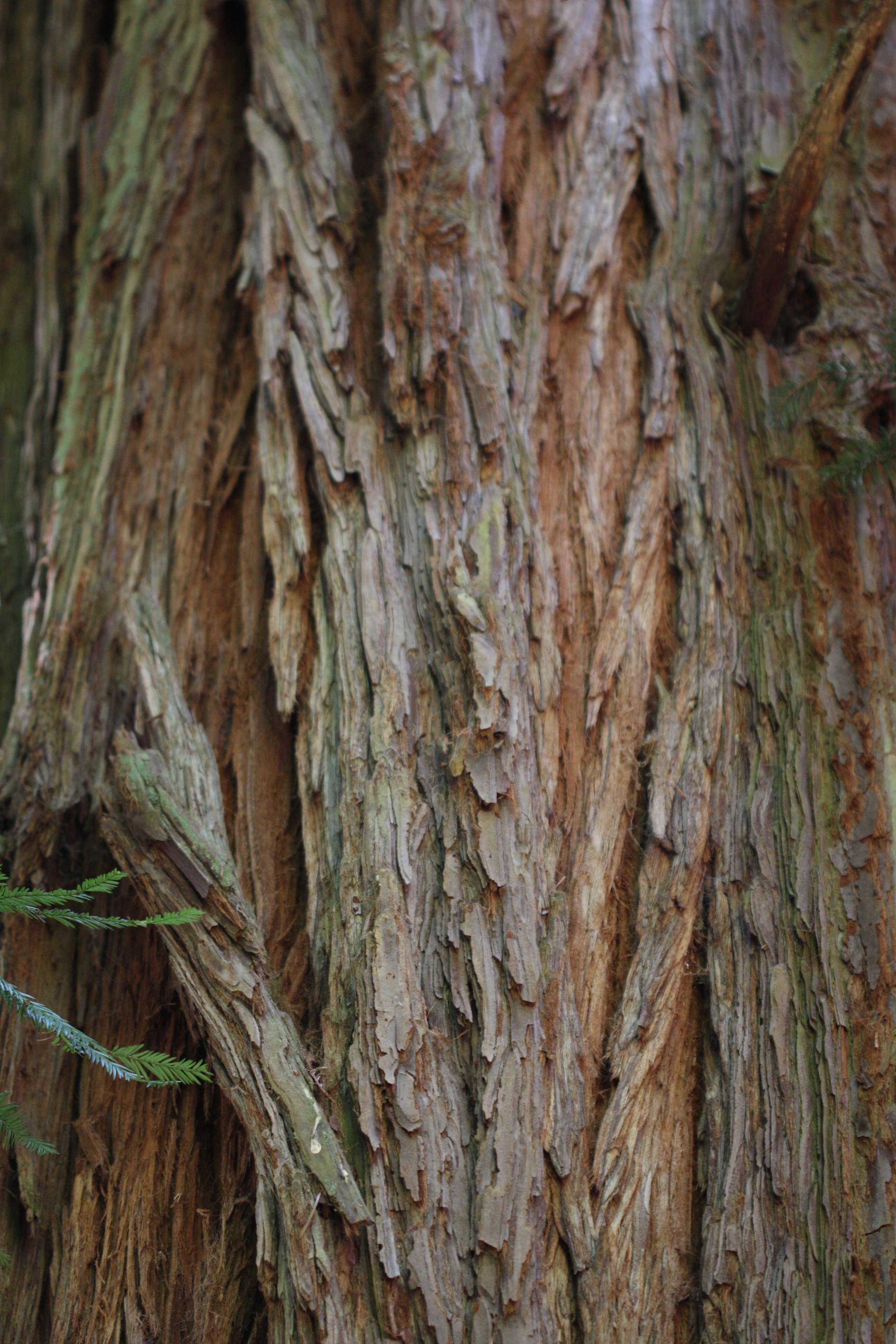 sequoia_sempervirens4md