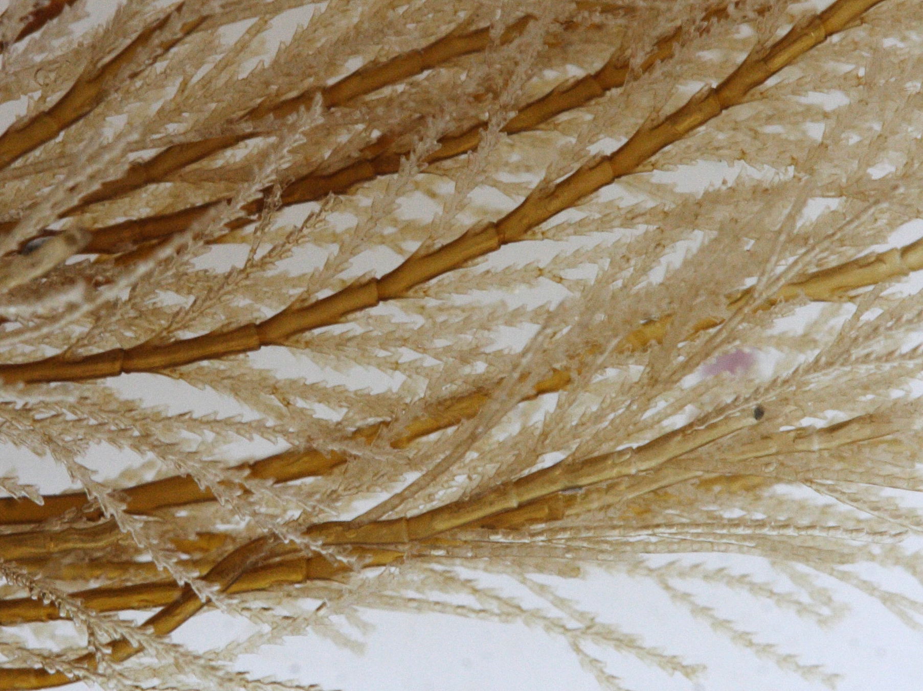 sertularia_cupressina2md